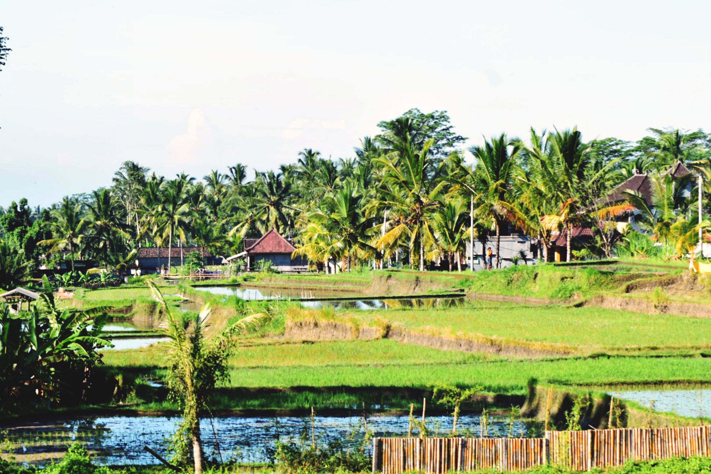 Ubud Sawah Scenery Villa and Homestay