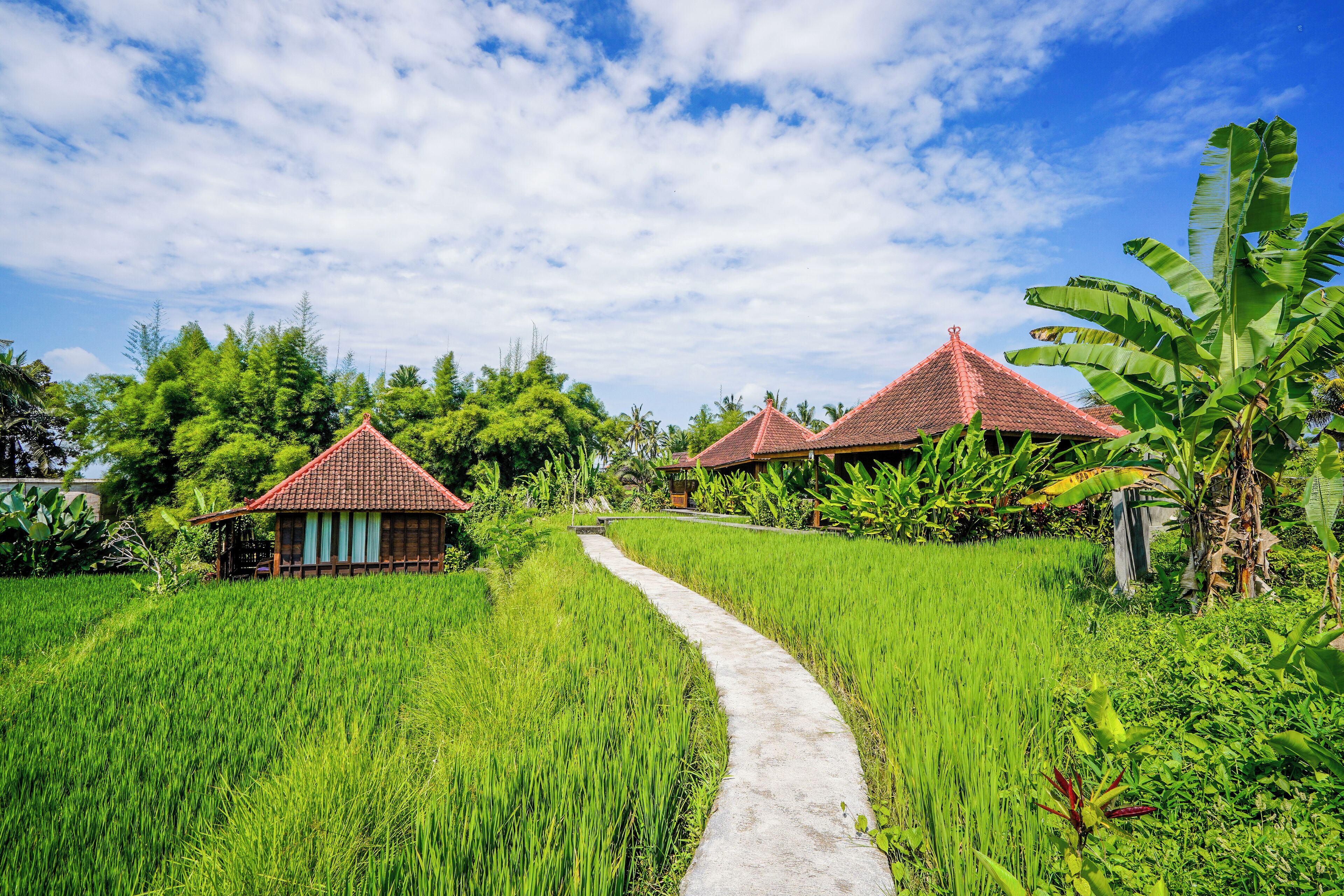 Ubud Sawah Scenery Villa and Homestay