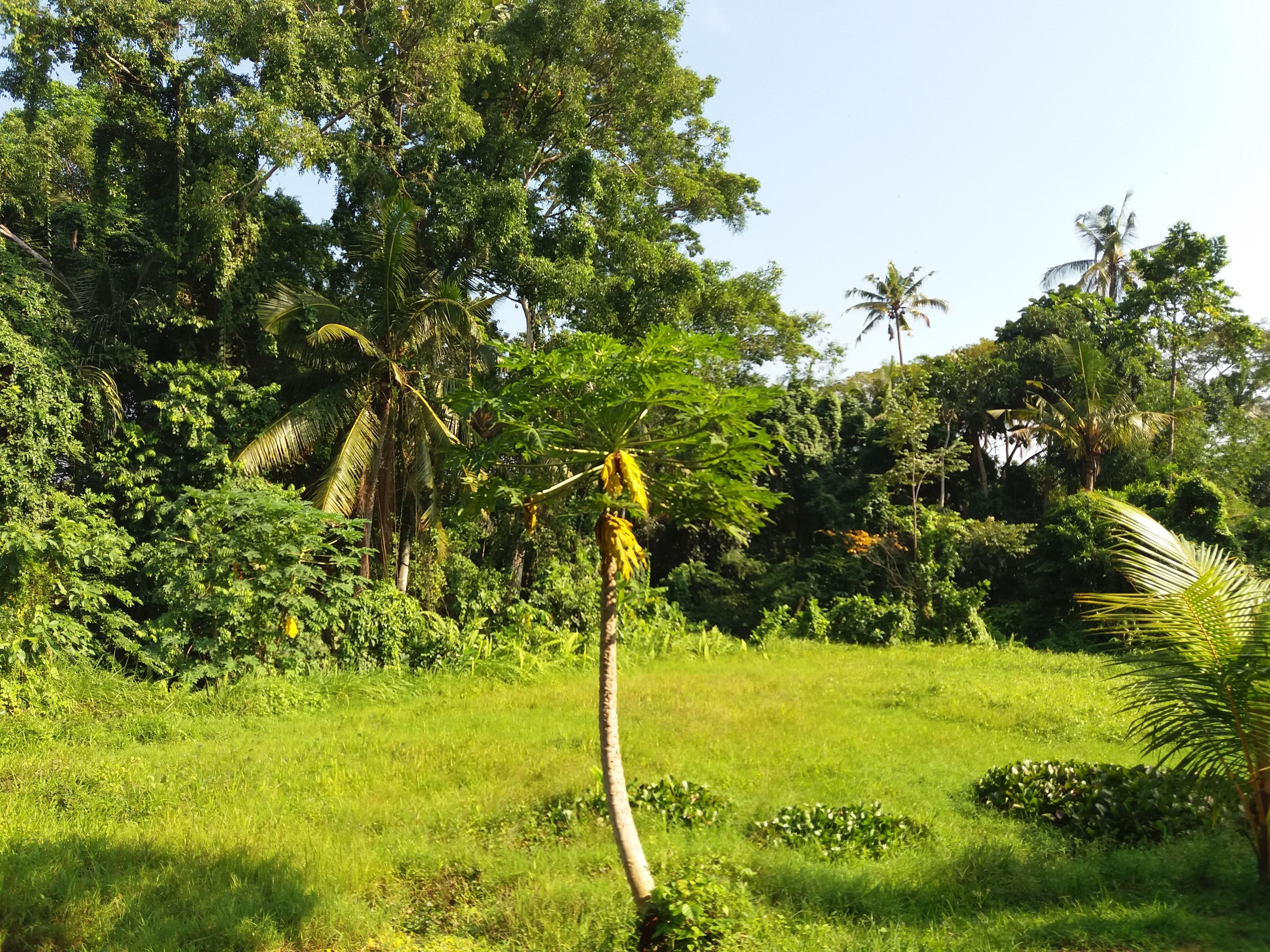 Amoya Inn