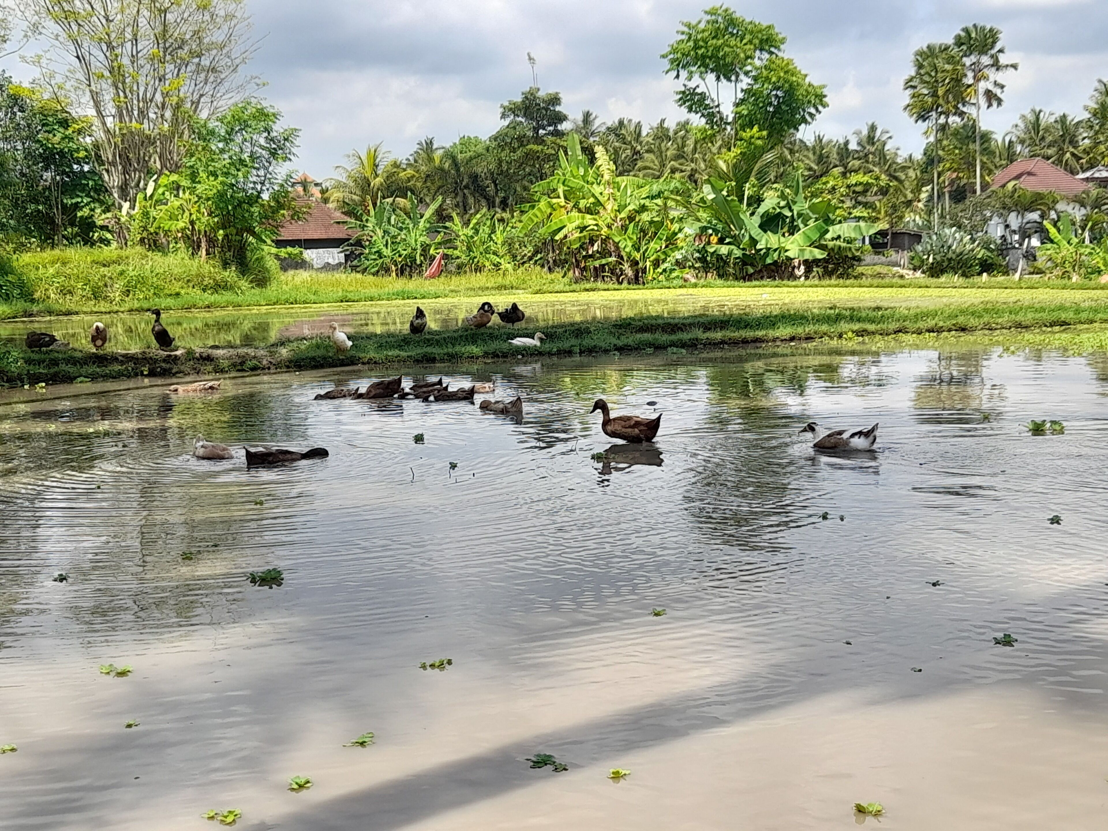 As I Am Ubud Retreat