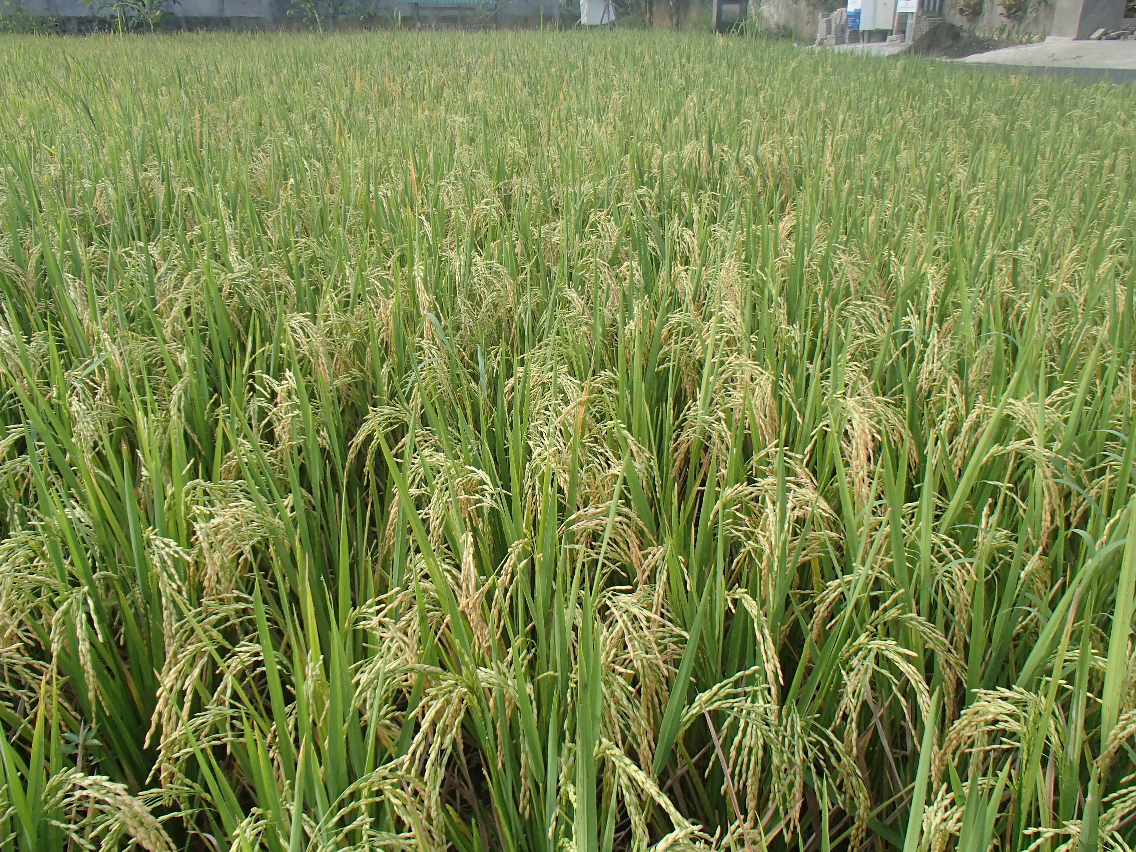 Askara Guest House & Hostel