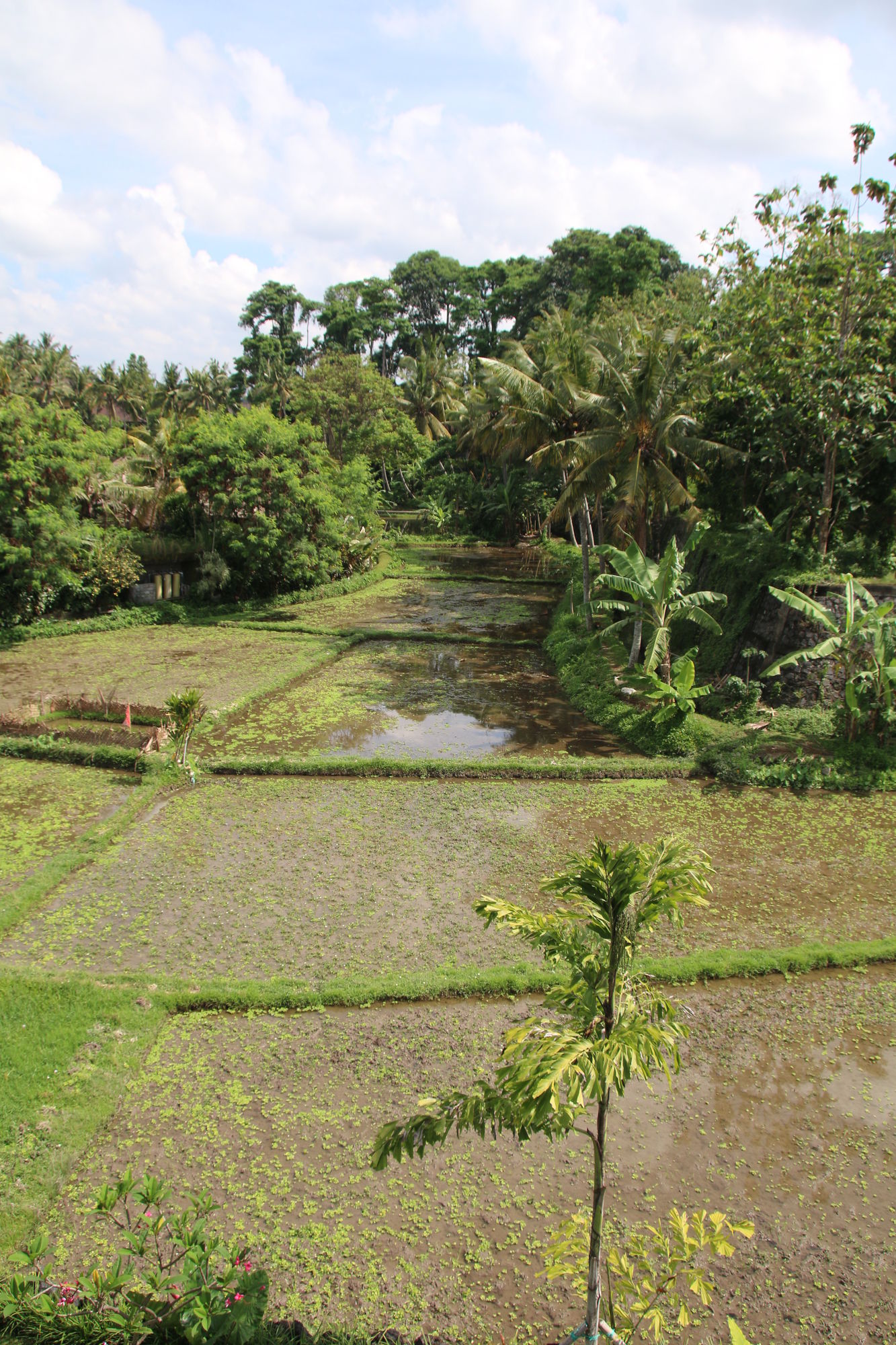Byasa Ubud