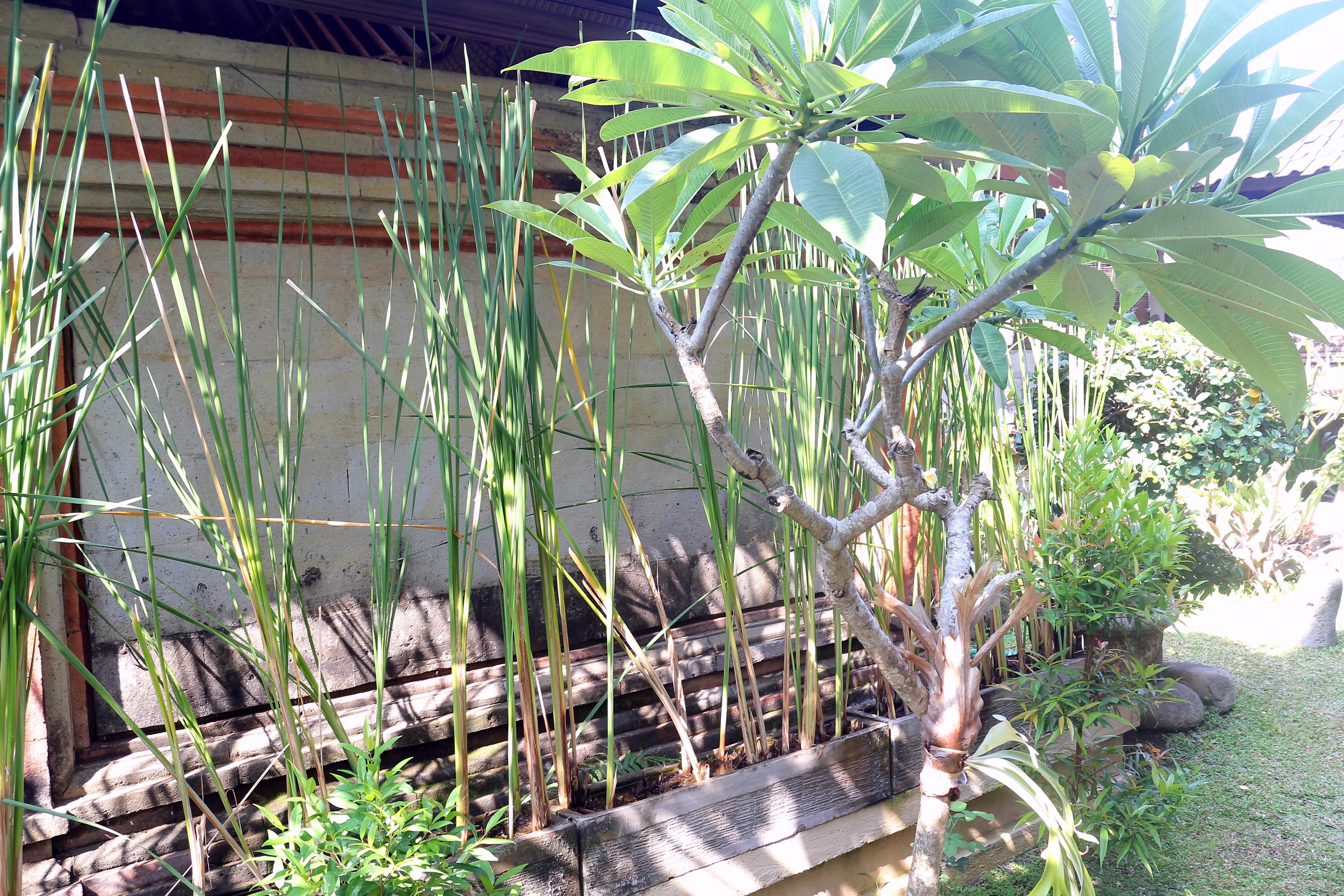 Citrus Tree B&B - Shana