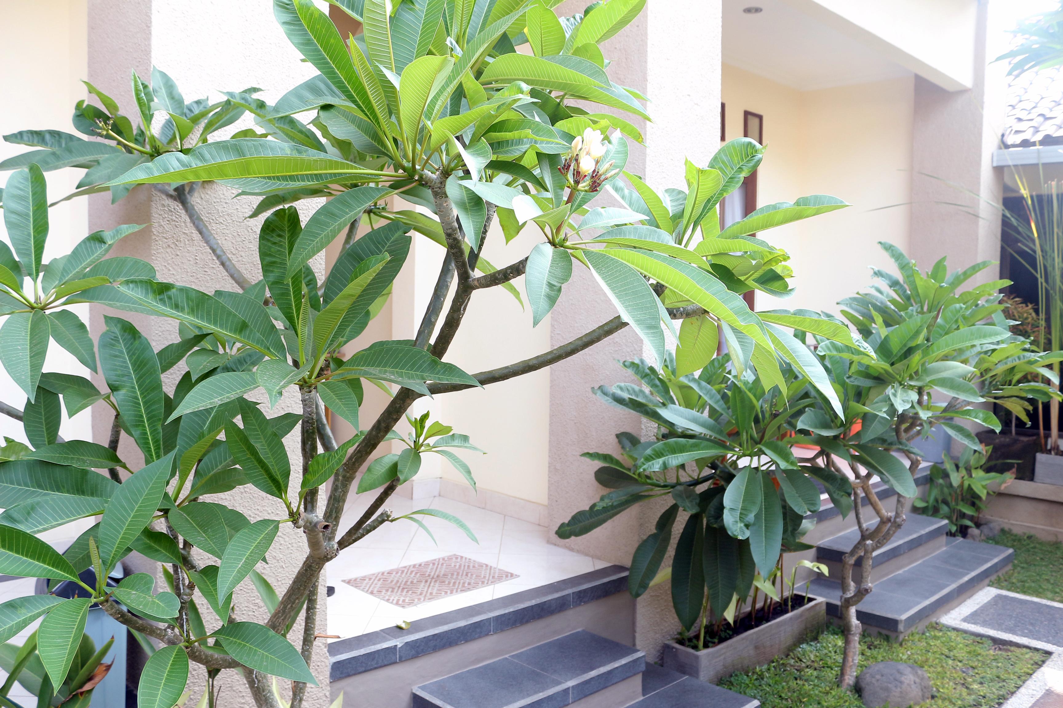 Citrus Tree B&B - Shana