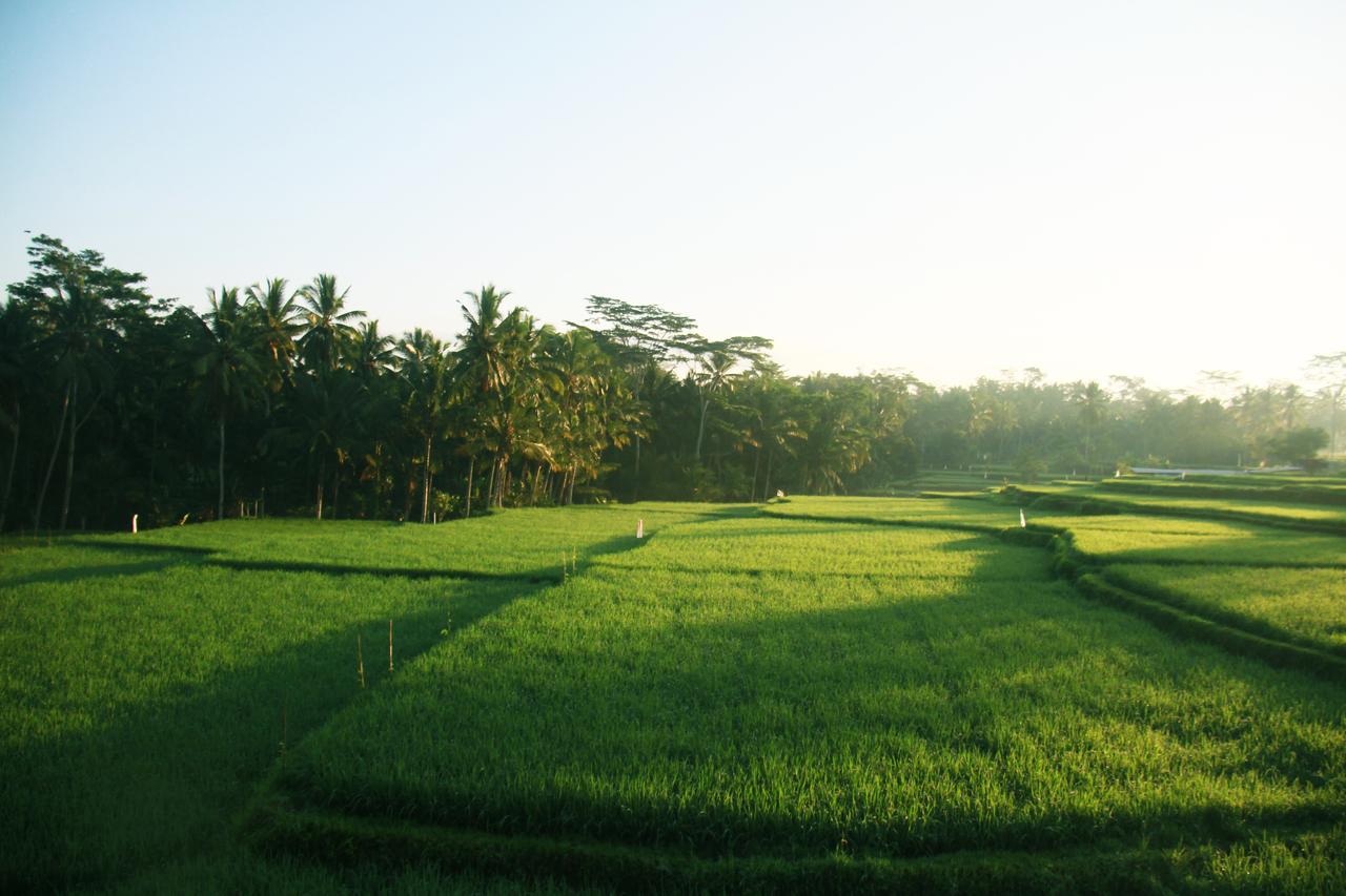 Green Fields Luxury Villas