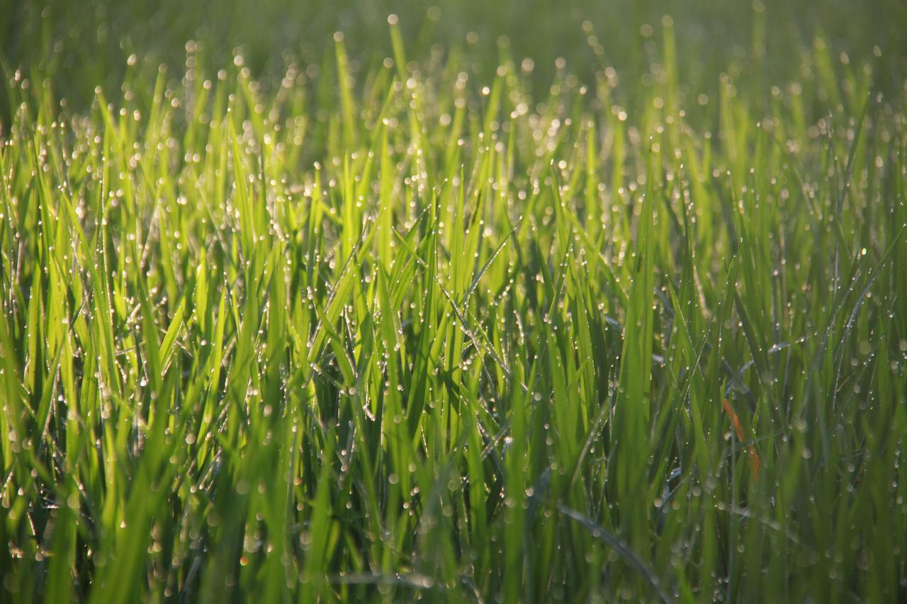 Green Fields Luxury Villas