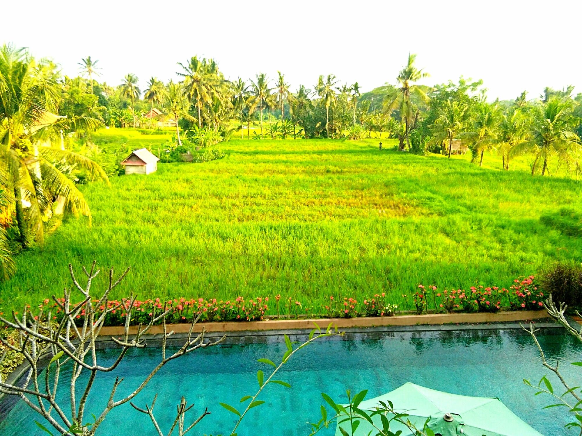 Artini Bisma Ubud Hotel