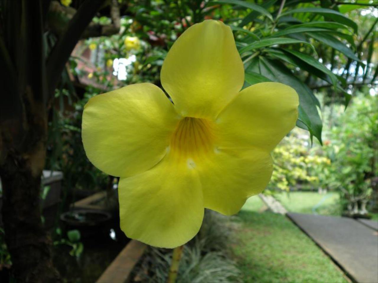 Indraprastha Ubud Home Stay