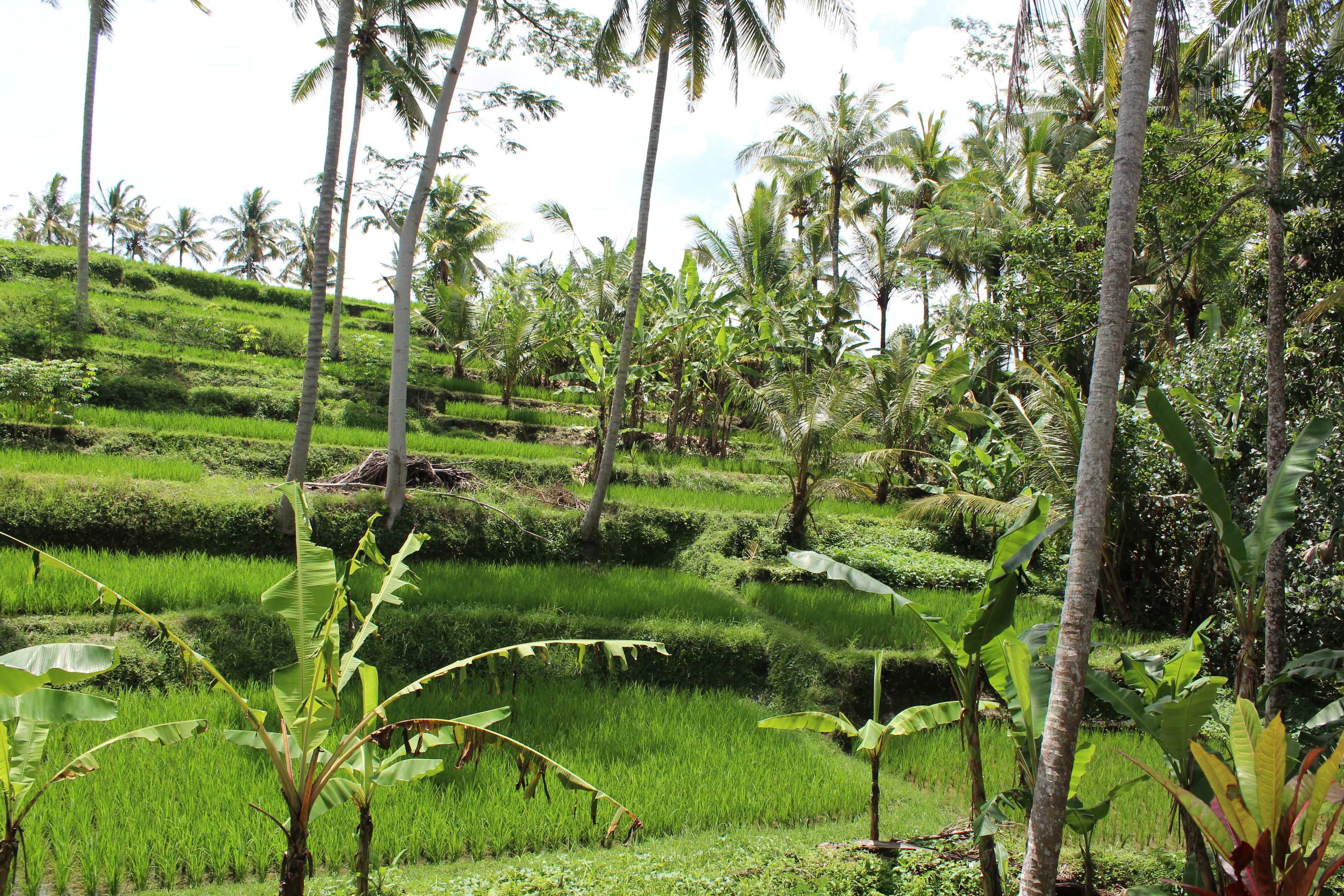 Junjungan Suite Villa