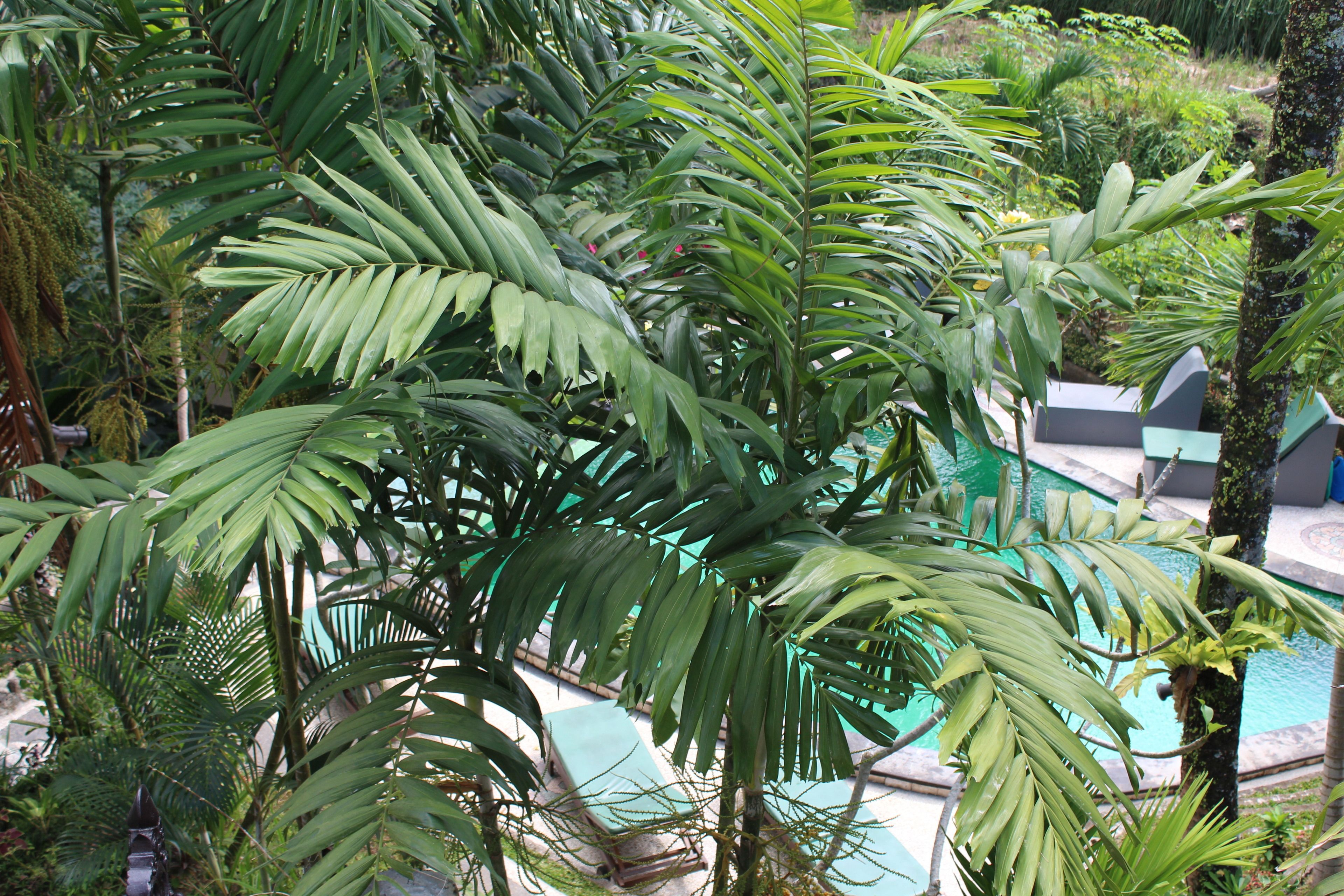 Junjungan Suite Villa