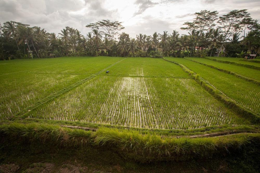 Junjungan Ubud Hotel & Spa