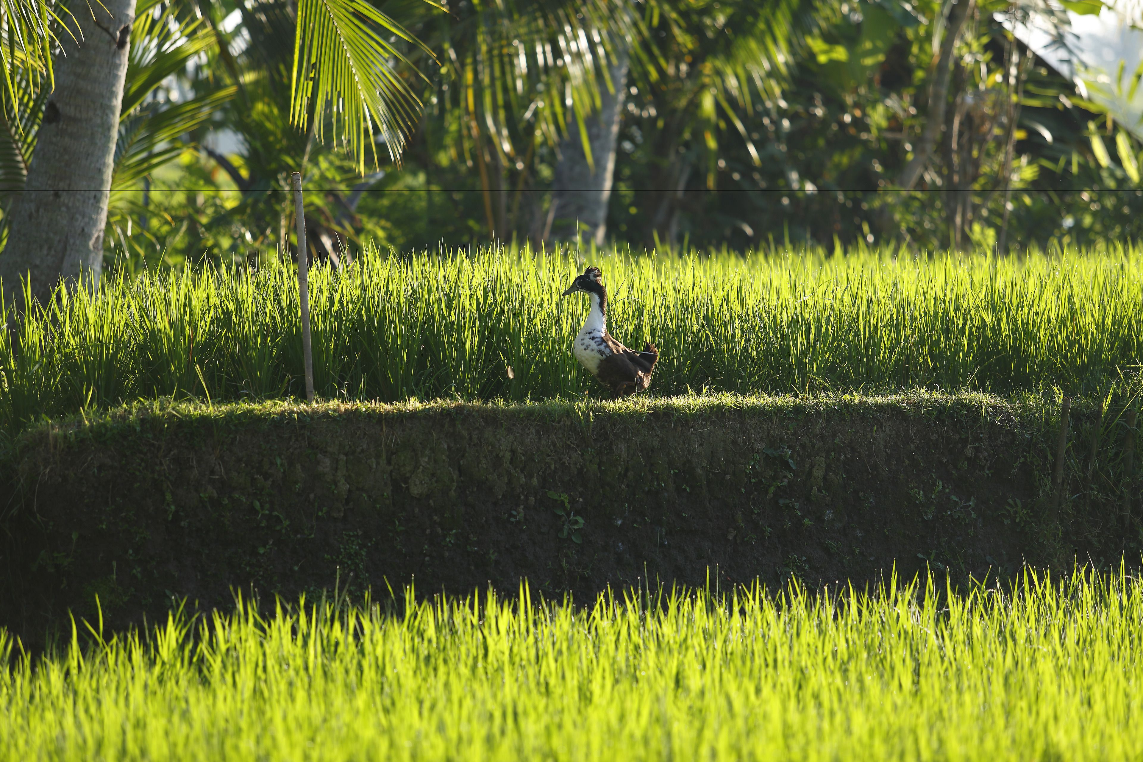 Luxe Villas Bali