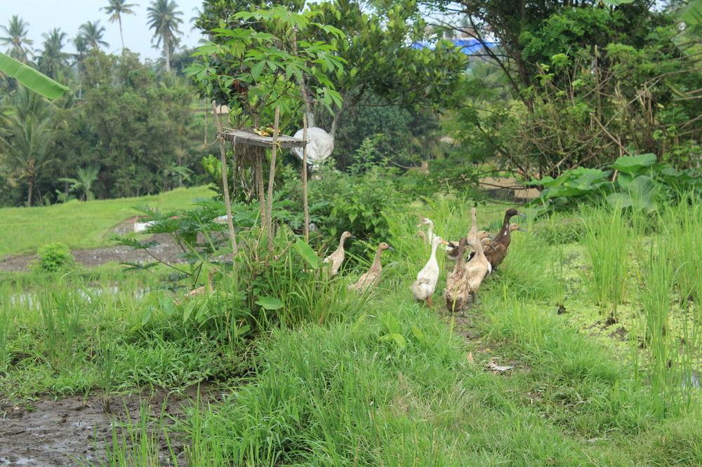 Pondok Permata Homestay