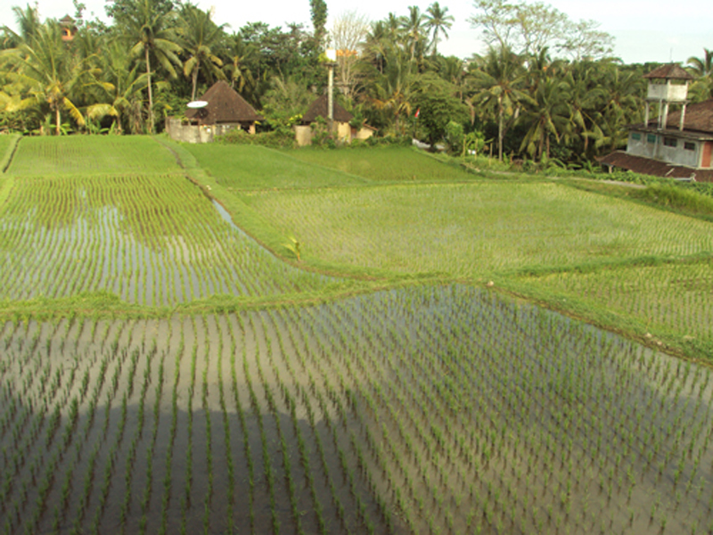 Pondok Sari Cottage