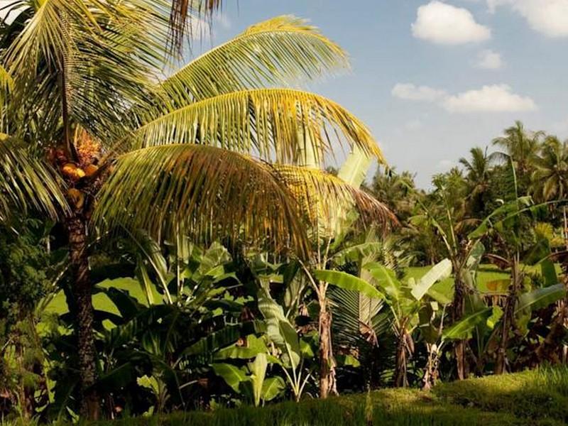 Puri Bebengan Bungalows