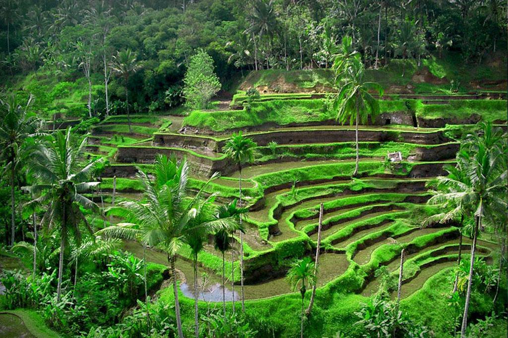 Puri Dalem Cottage