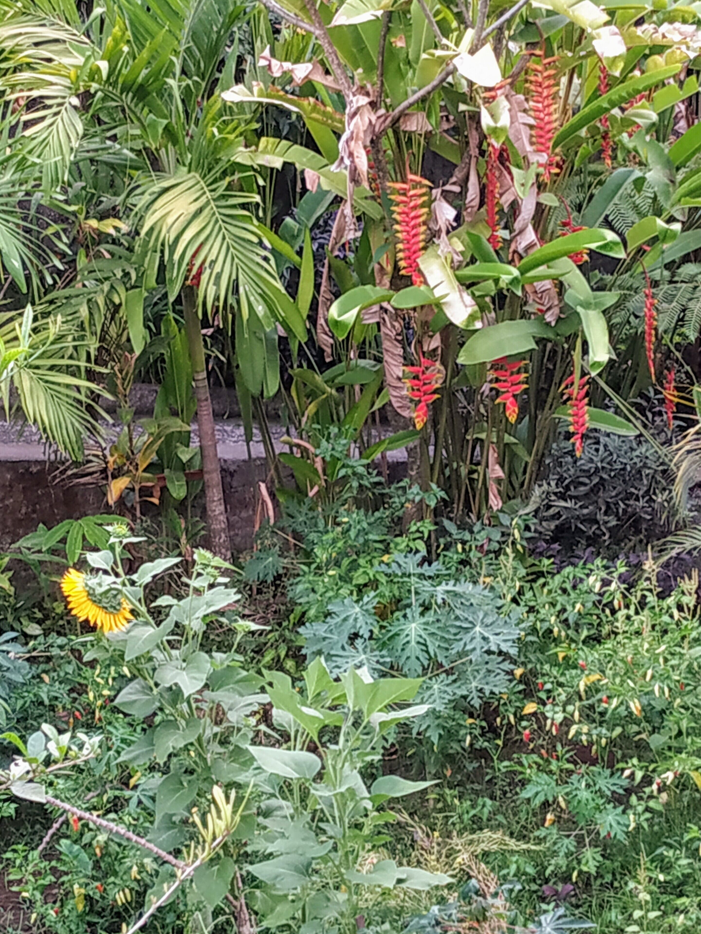 Putu's Paradise Guesthouse