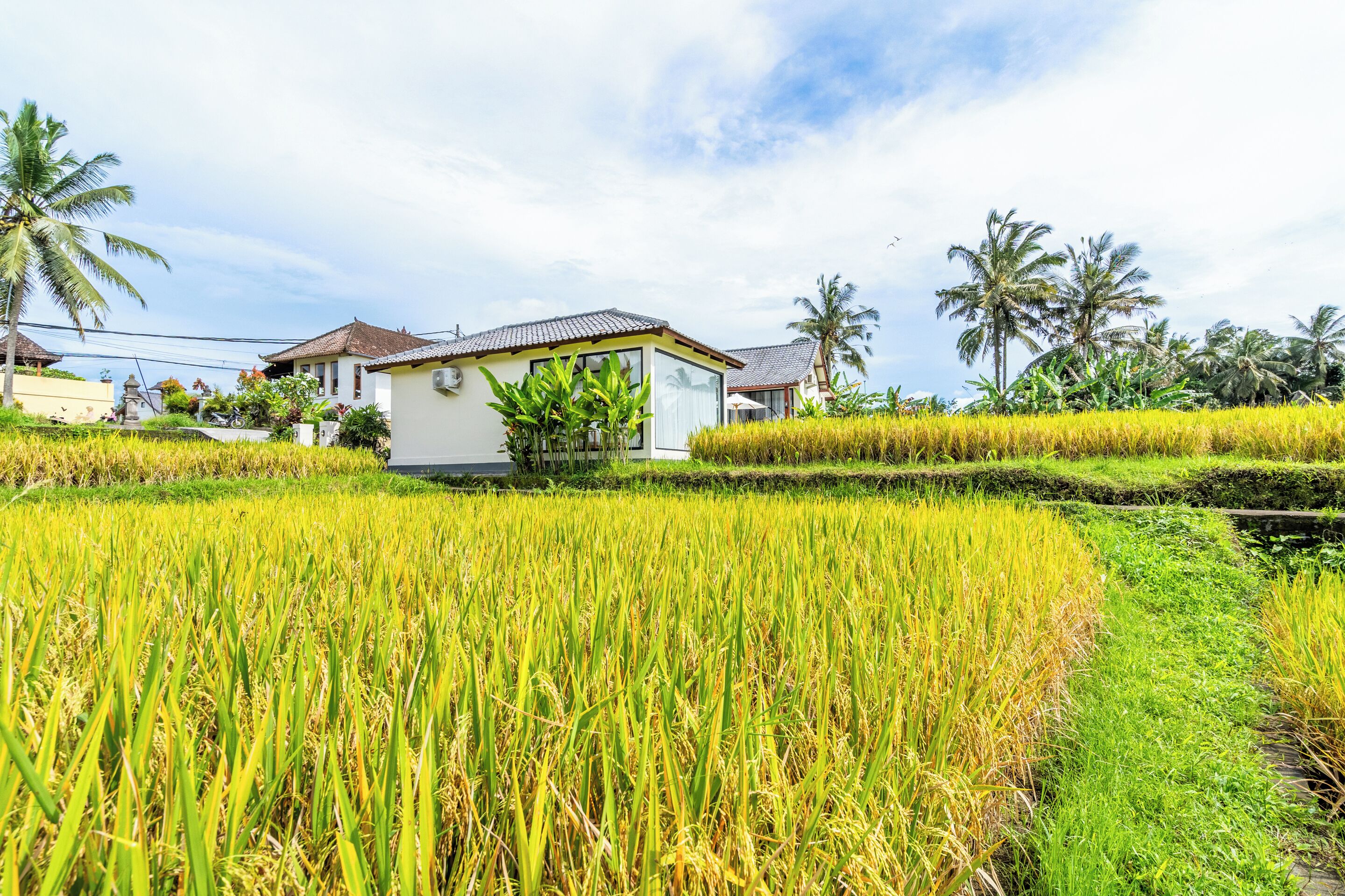 Rice Field Villa