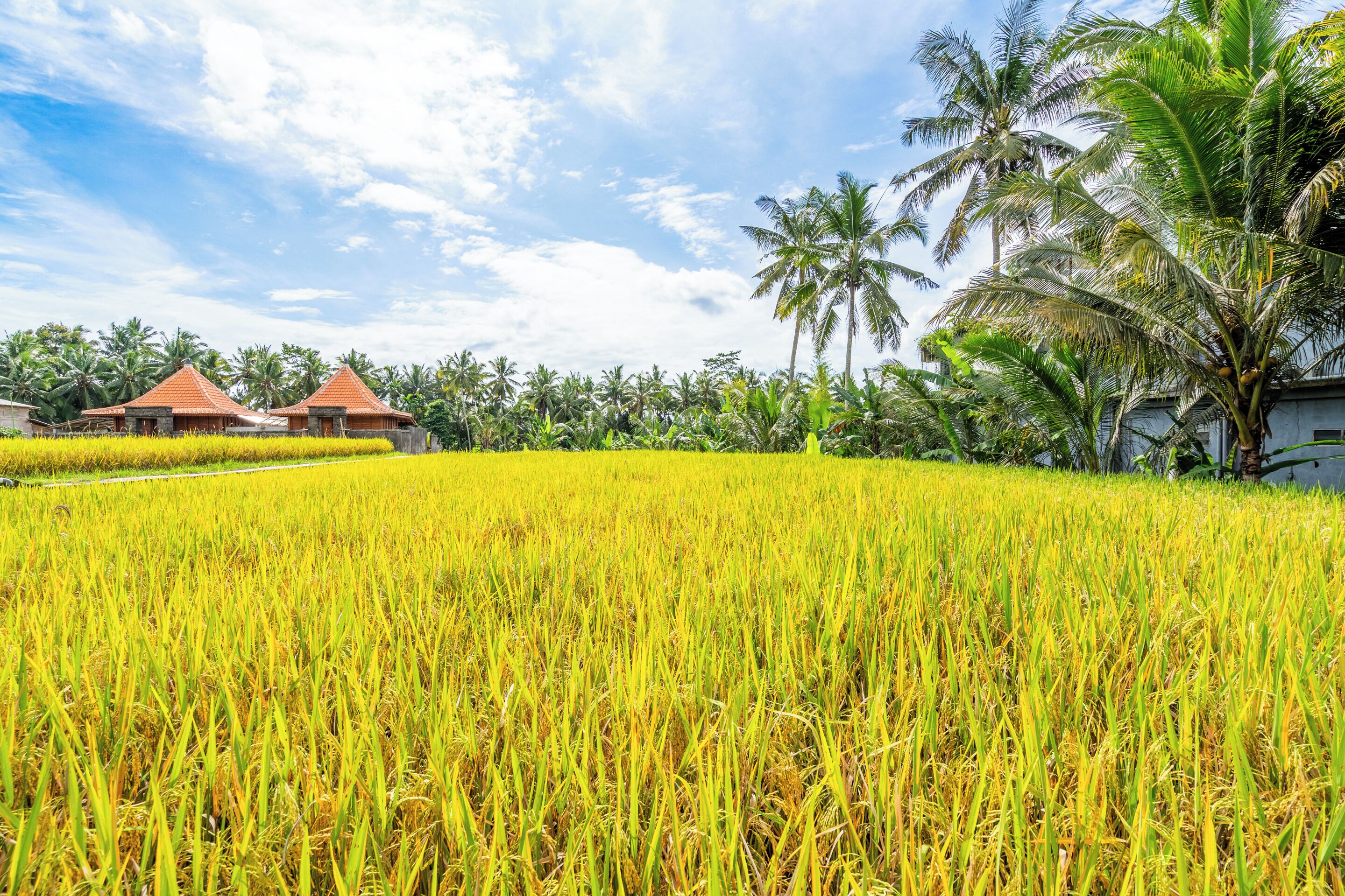 Rice Field Villa