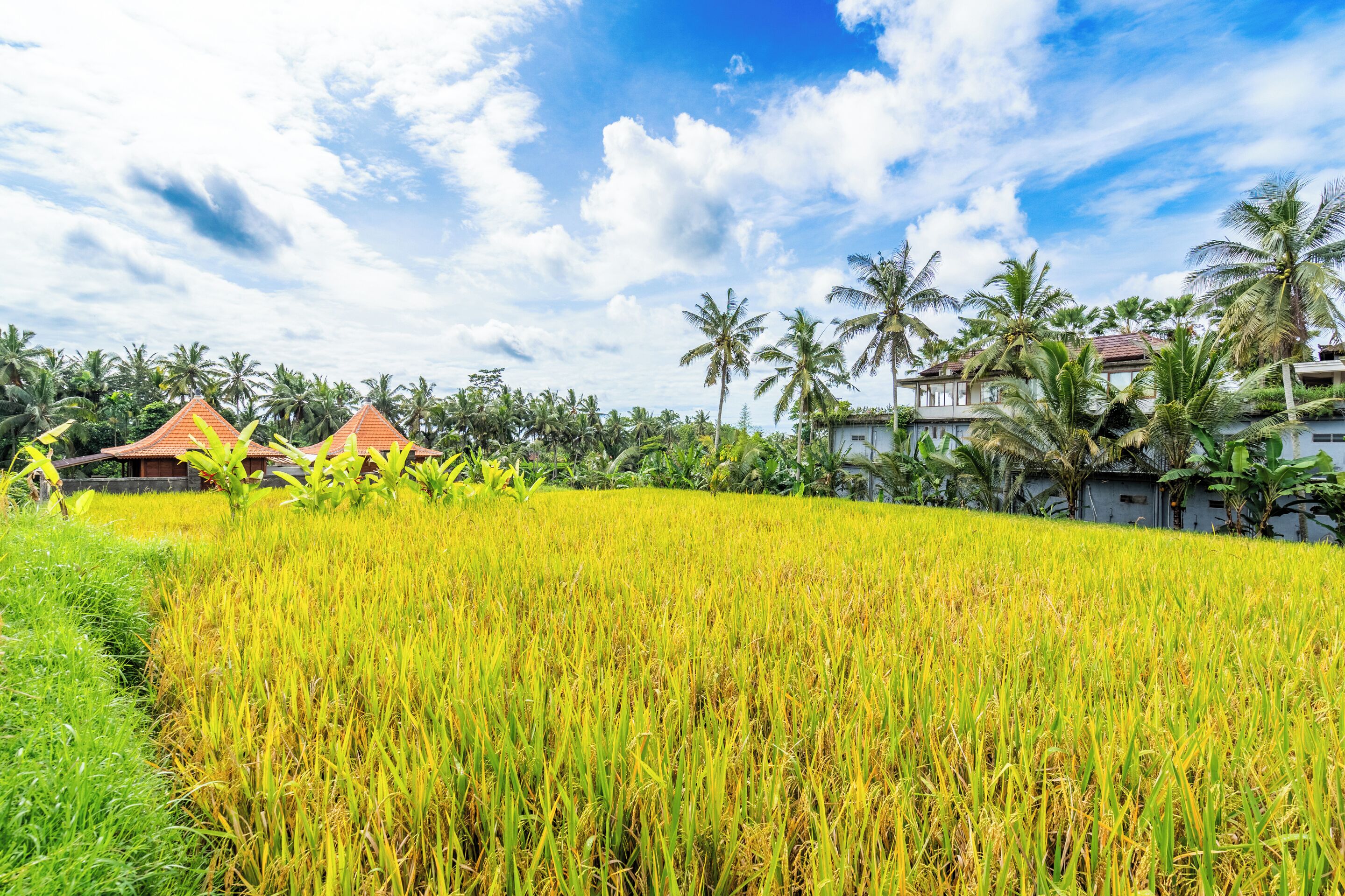 Rice Field Villa