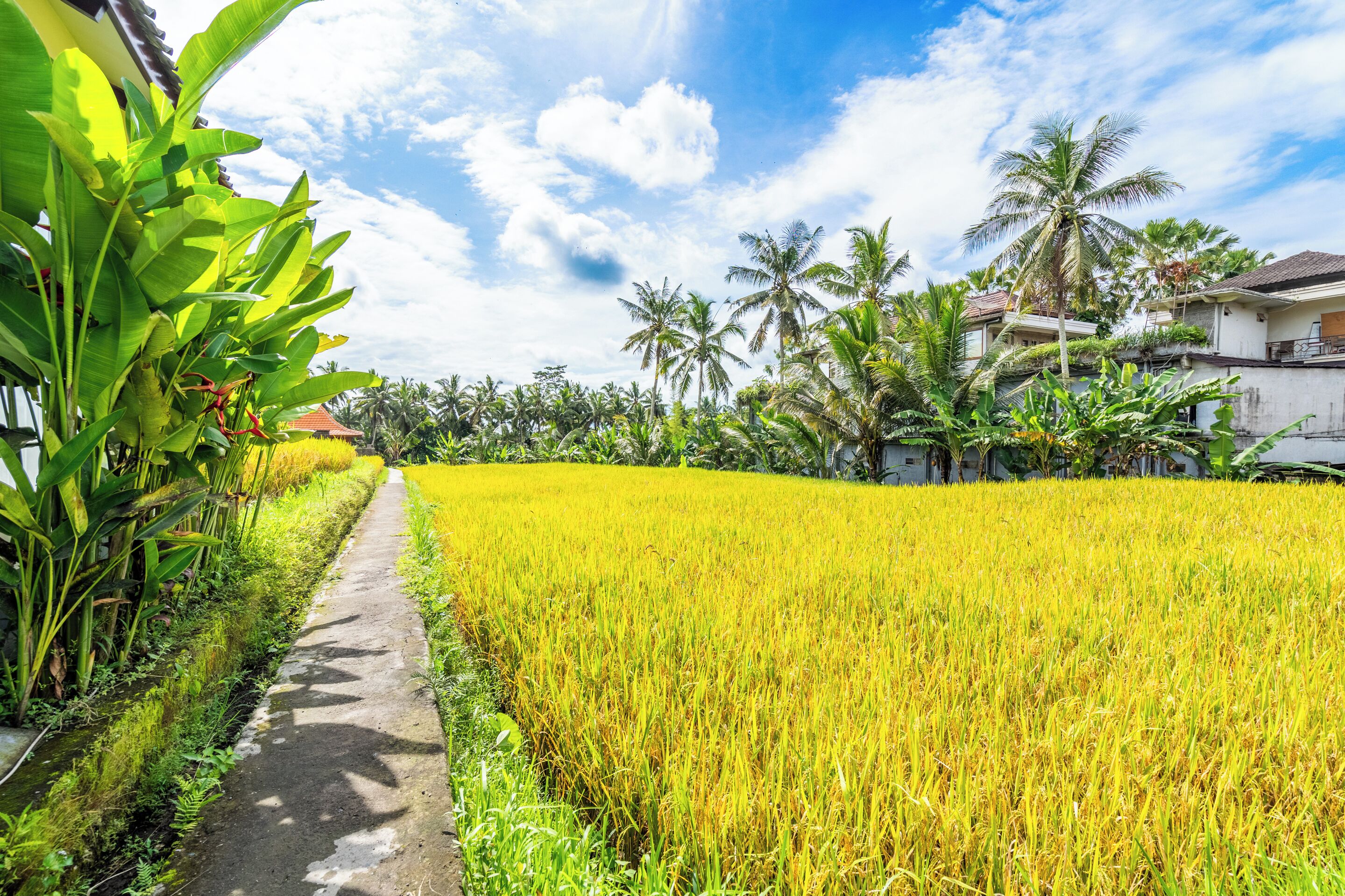 Rice Field Villa