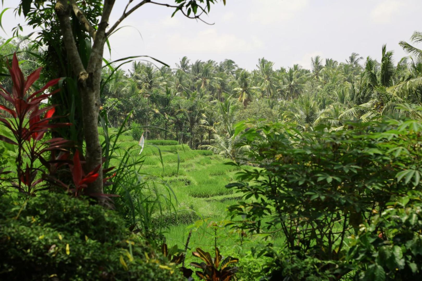 Soulshine Bali