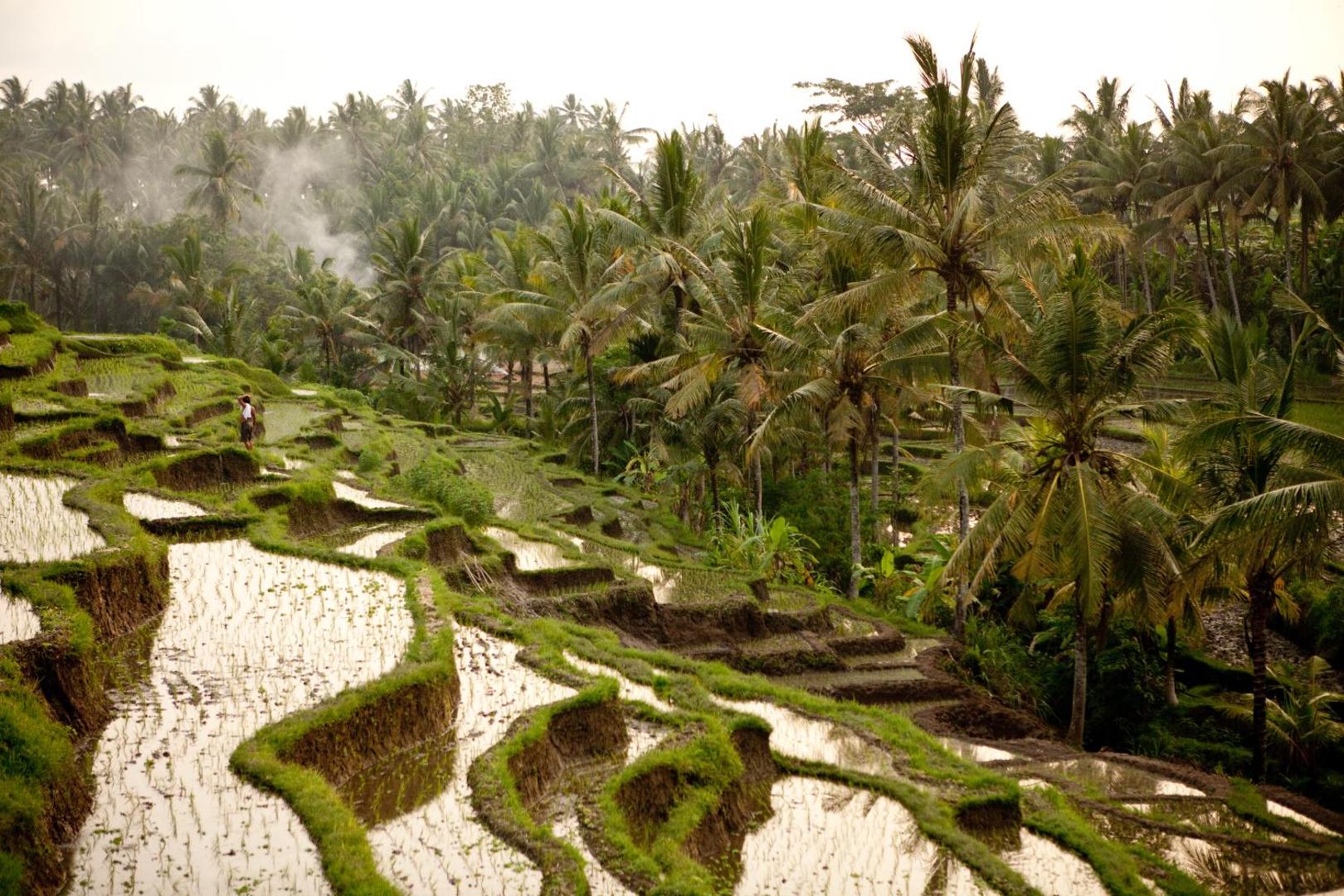 Soulshine Bali