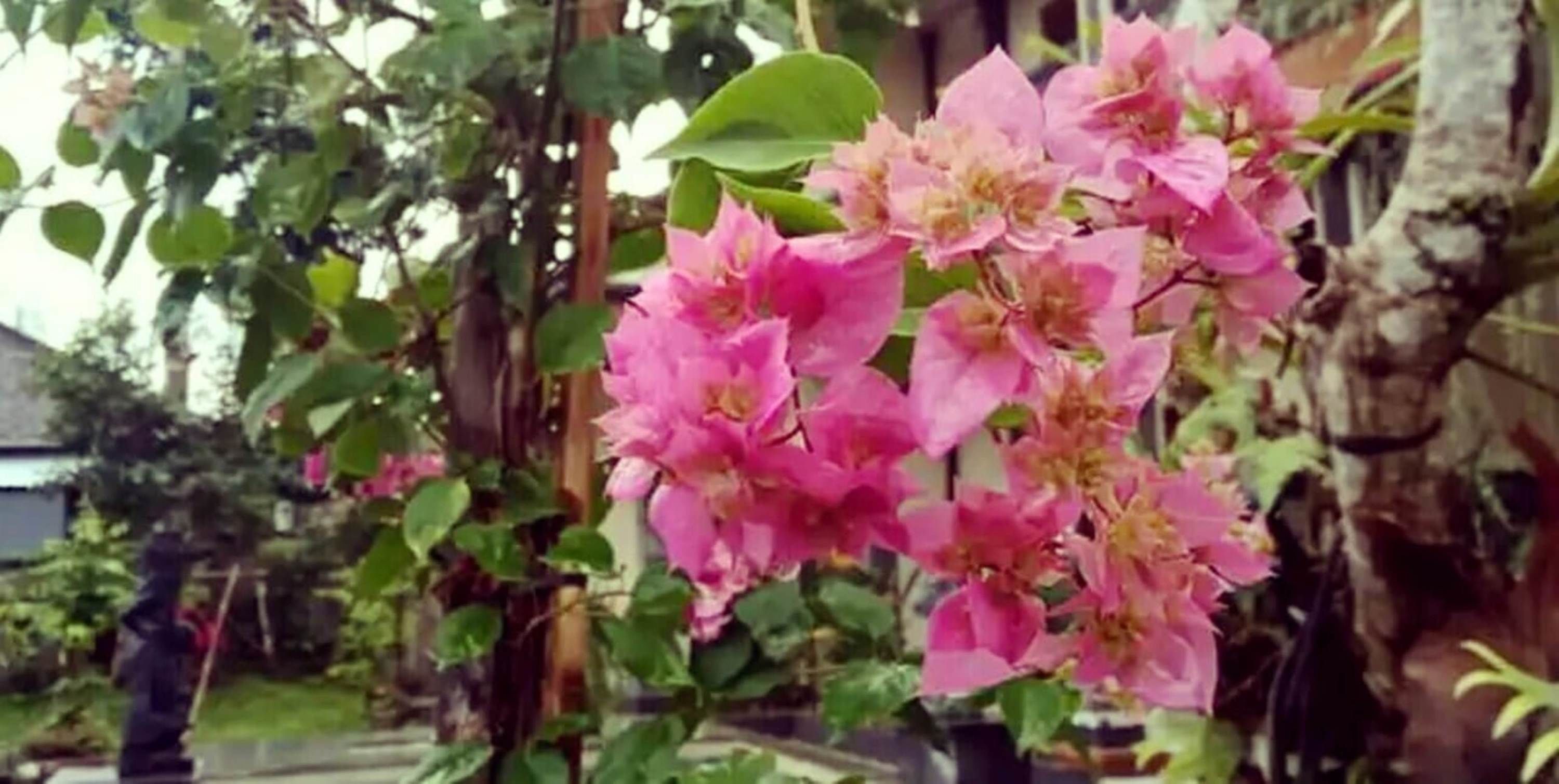 Super OYO Capital O Pondok Ayu Homestay