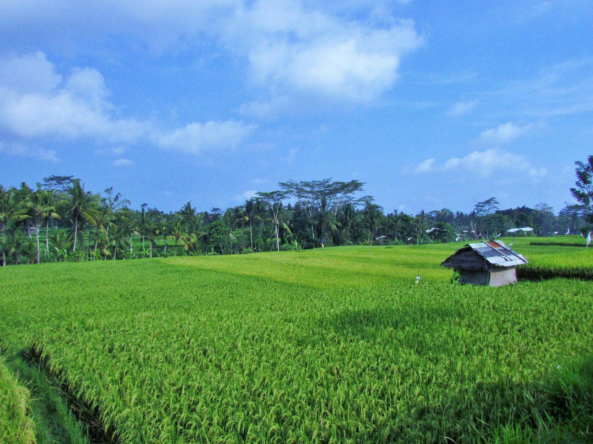Temuku Villas Ubud