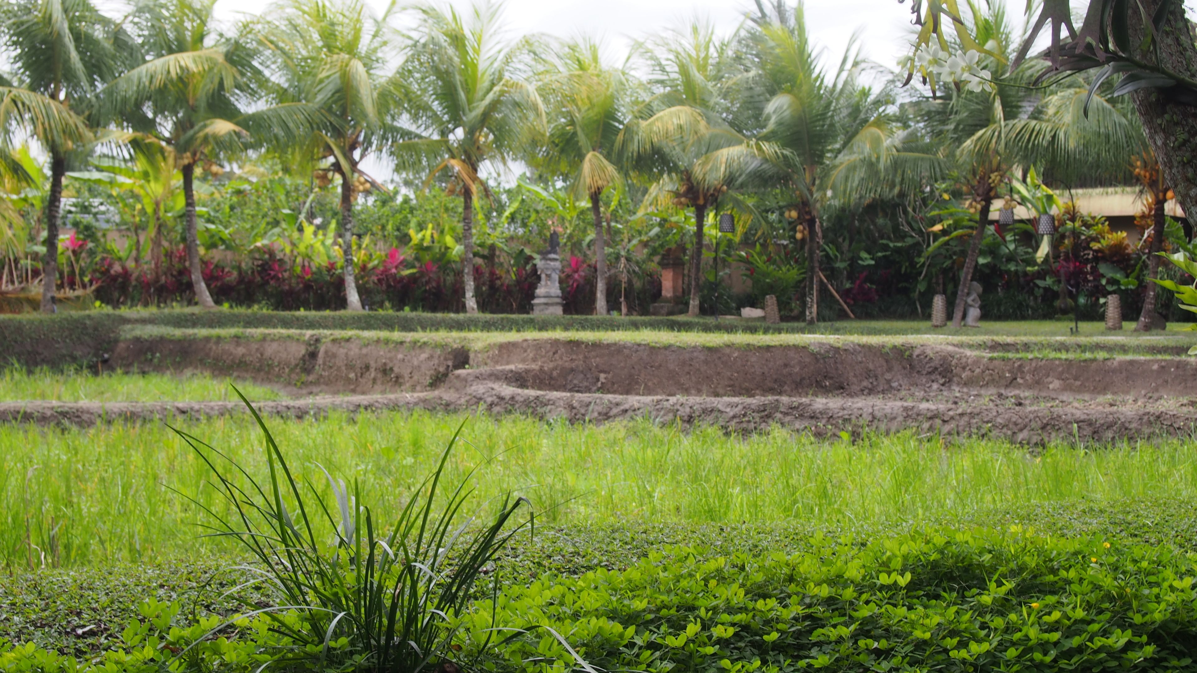 Tepi Sawah Villas