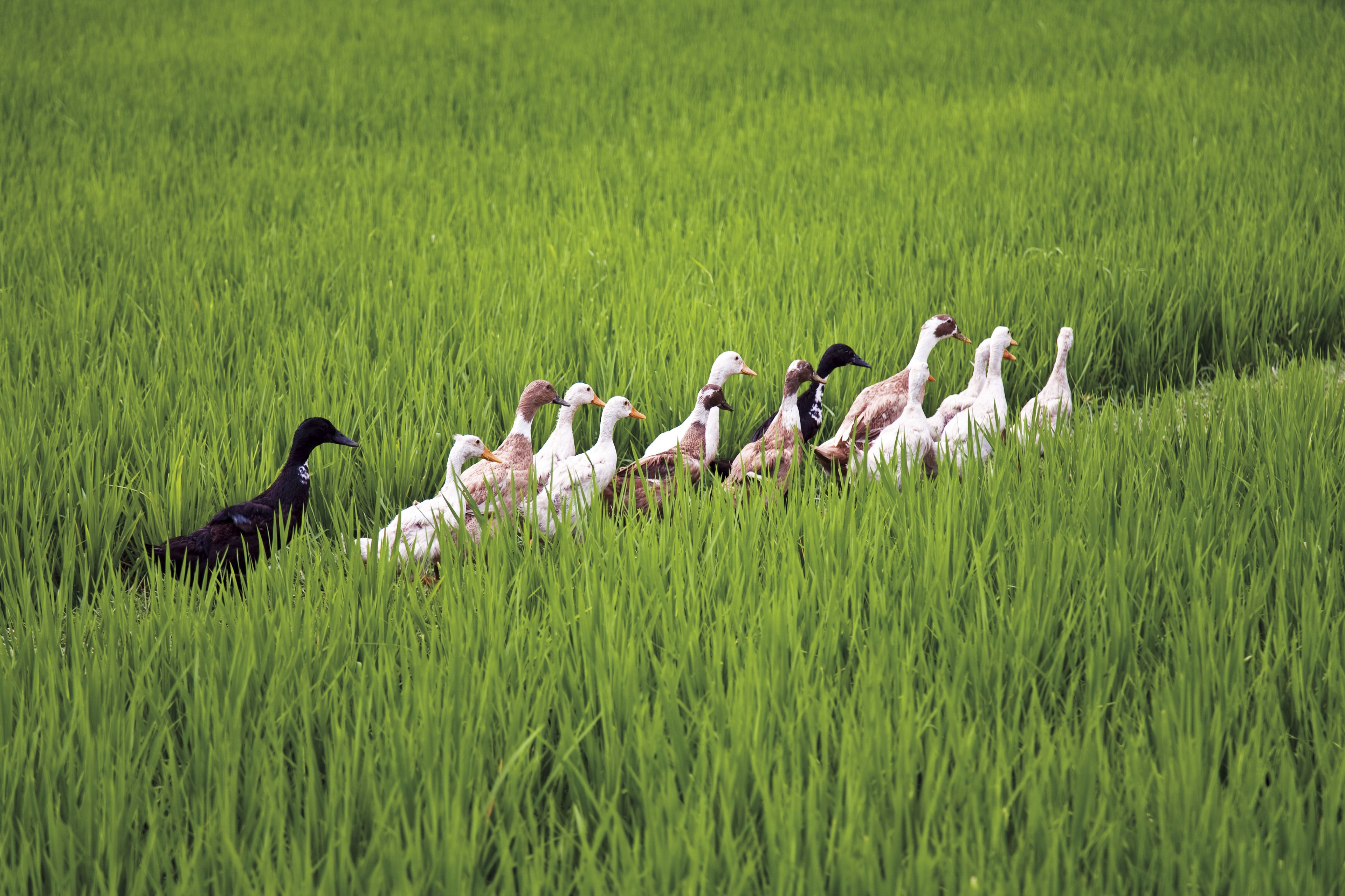 Tepi Sawah Villas
