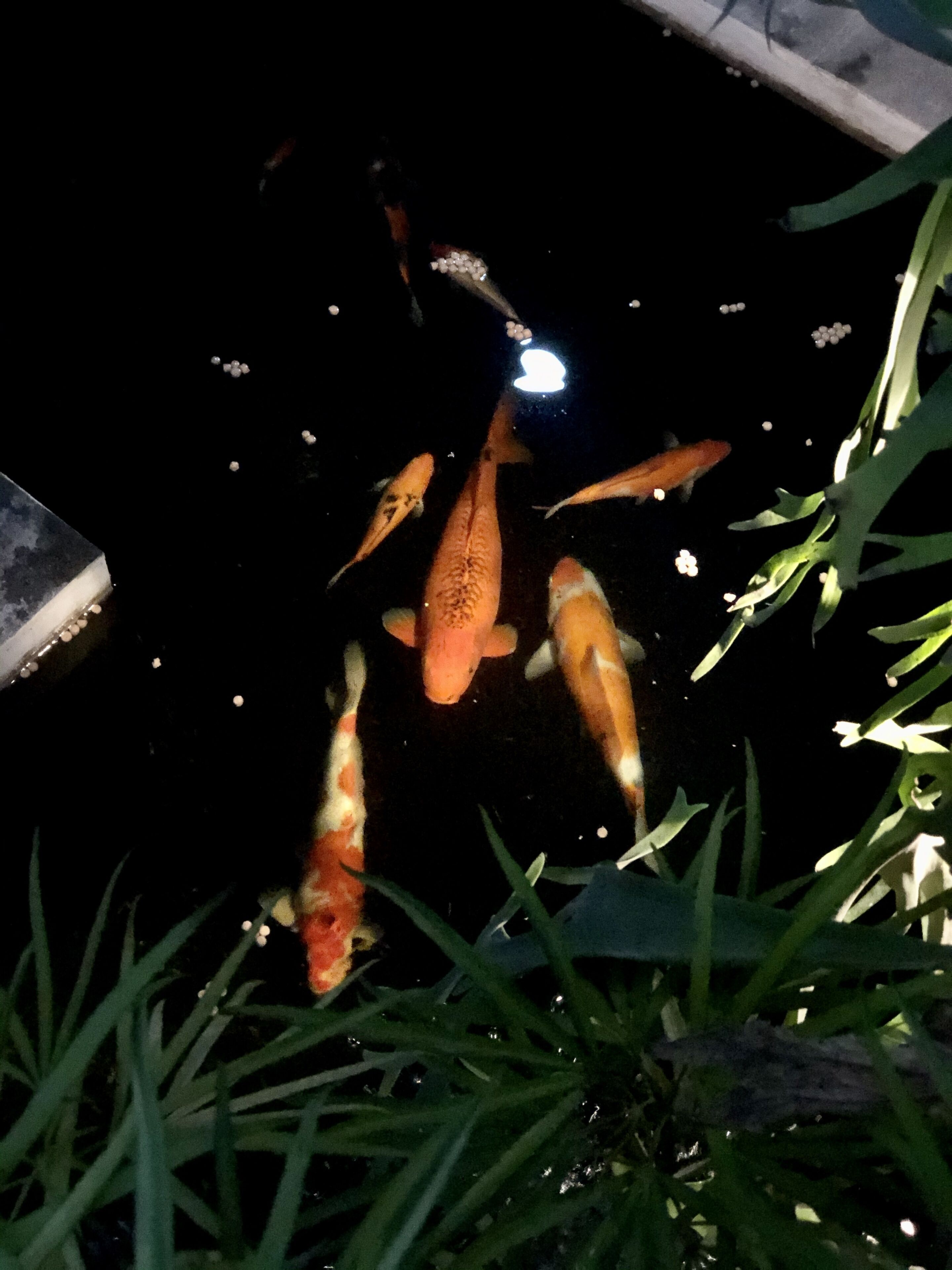 The Hidden Bali Inn