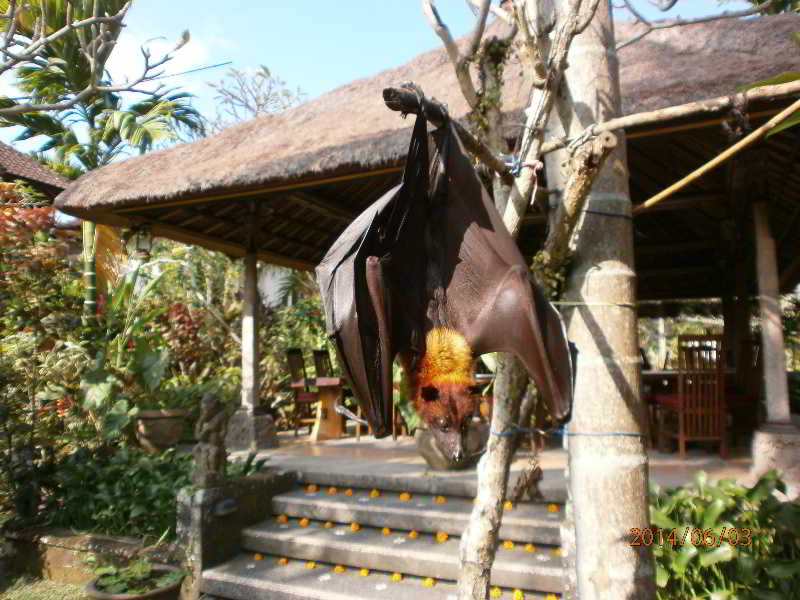 Ubud Inn Cottage & Spa