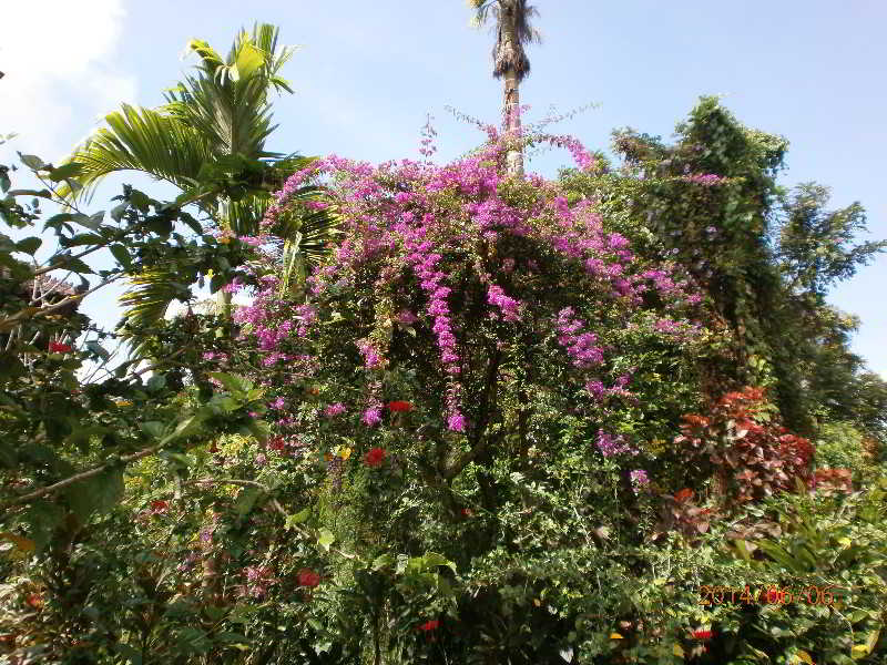 Ubud Inn Cottage & Spa