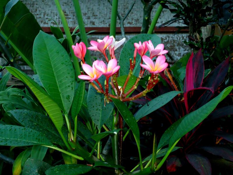 Uma Dewi Guest House