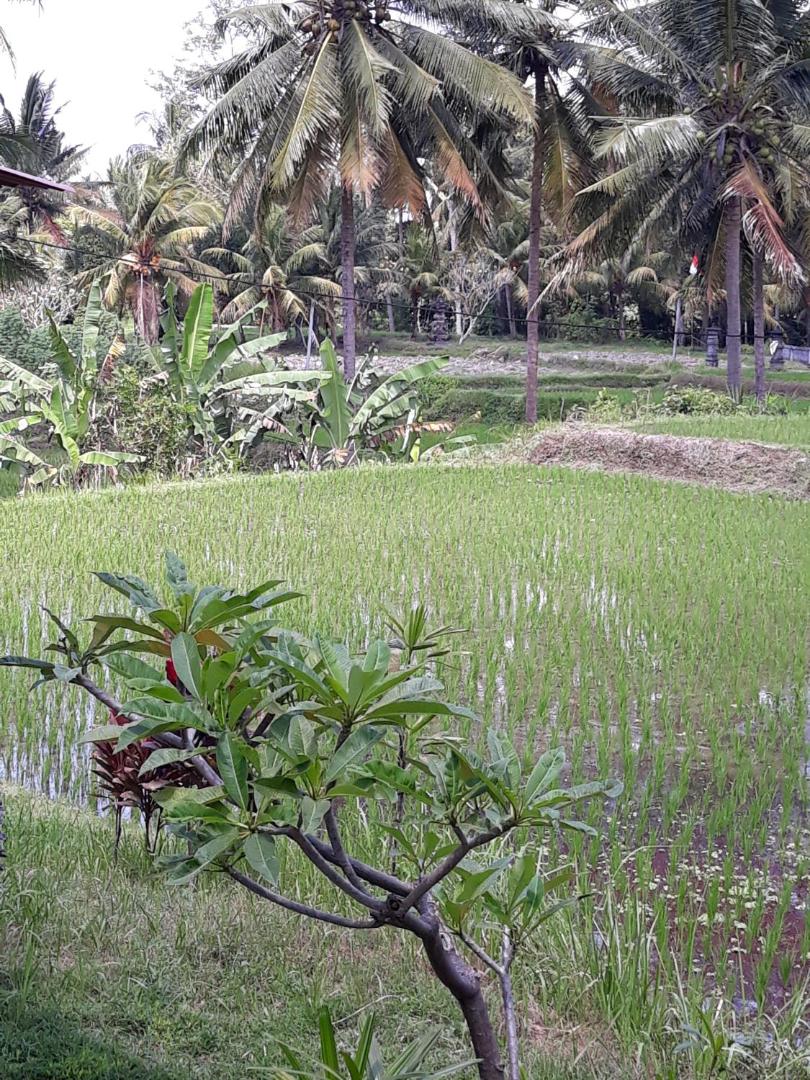 Umah Dangin Guest House