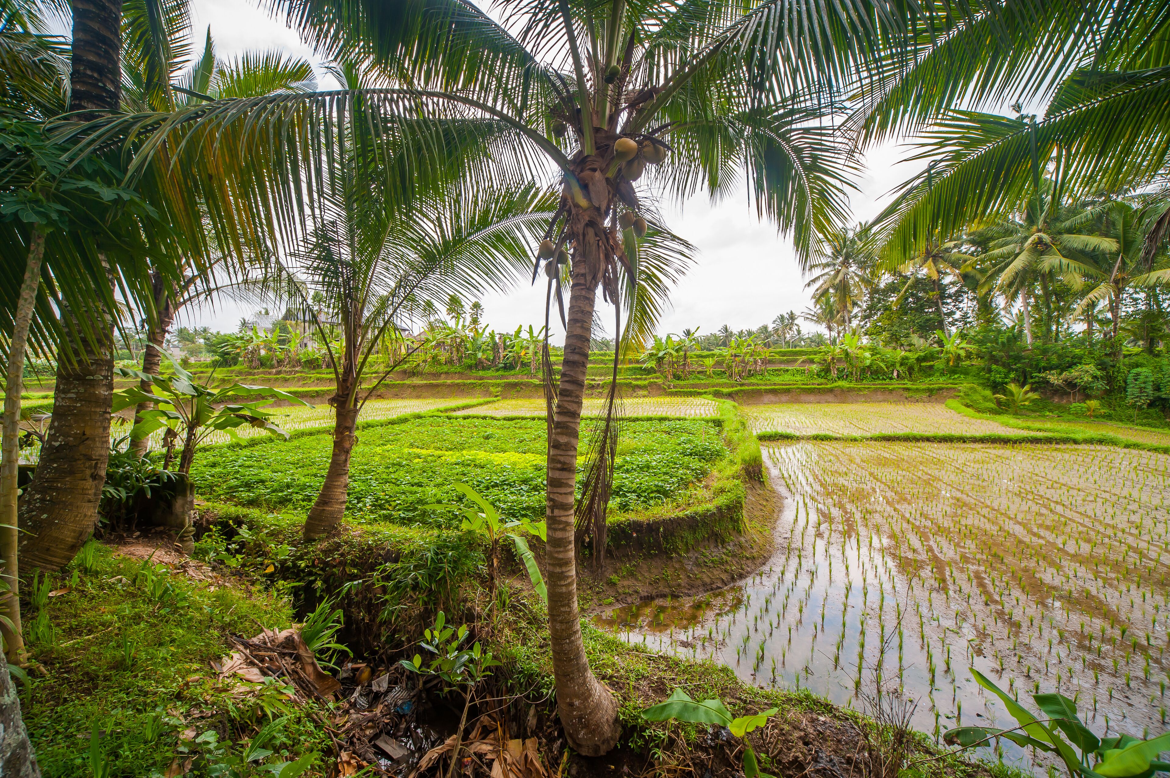Villa Damai Ubud