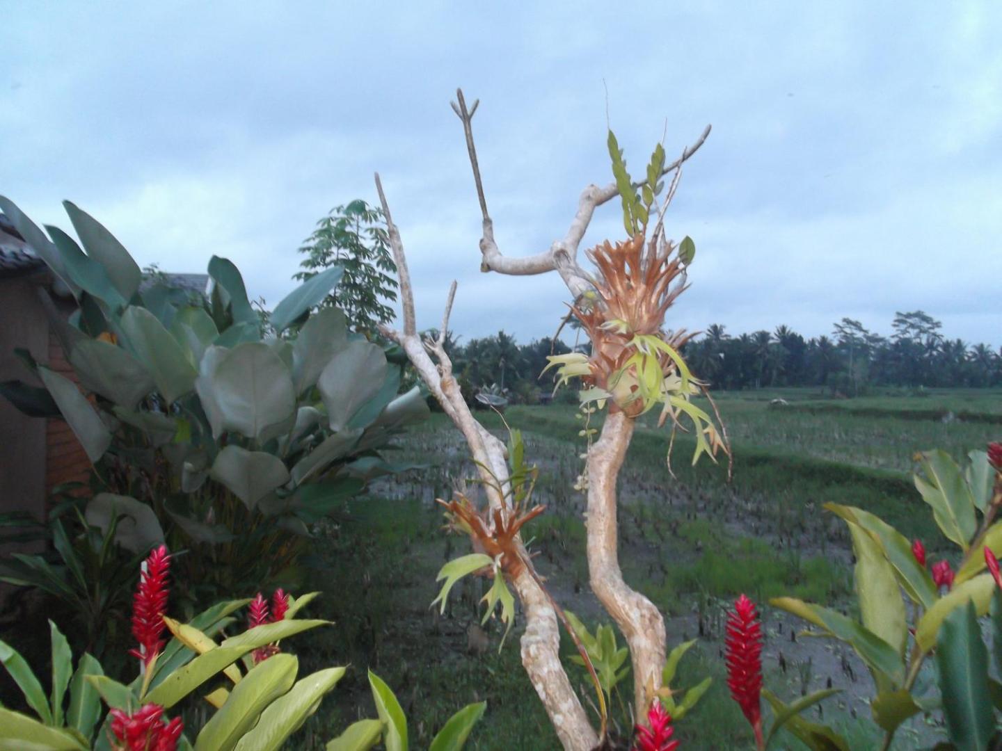 Villa JJ and Spa Ubud