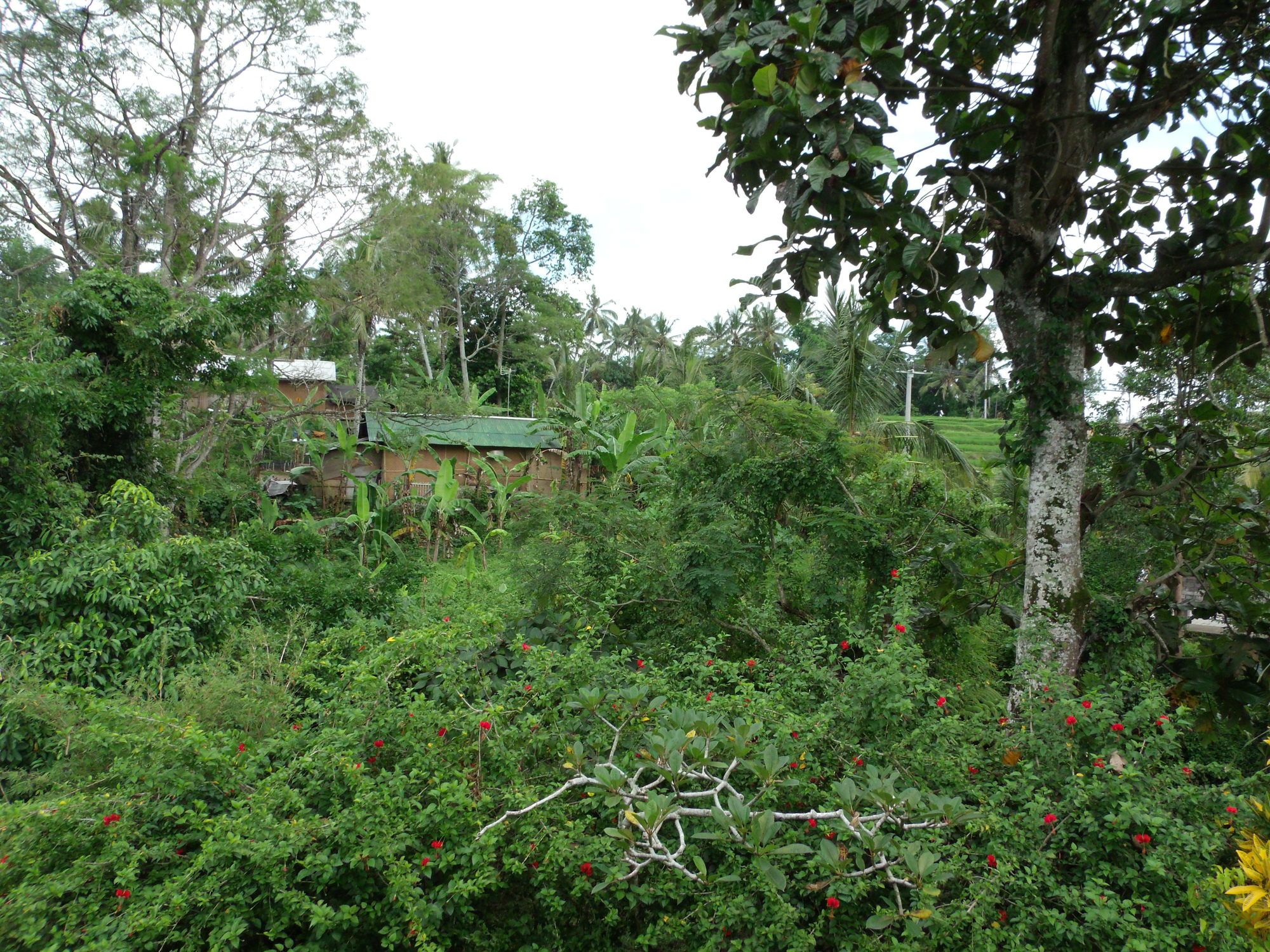 Wenara Bali Bungalow