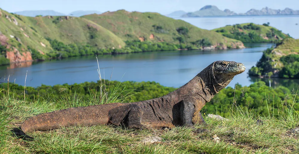 Meruorah Komodo Labuan Bajo