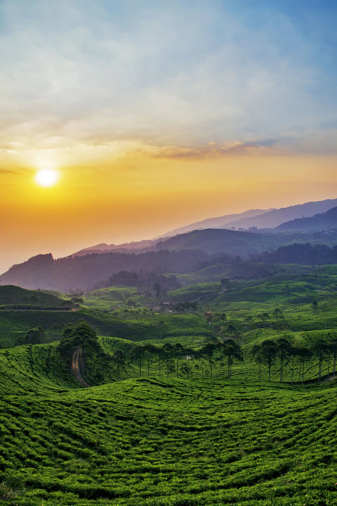 Homestay Sembiring Puncak