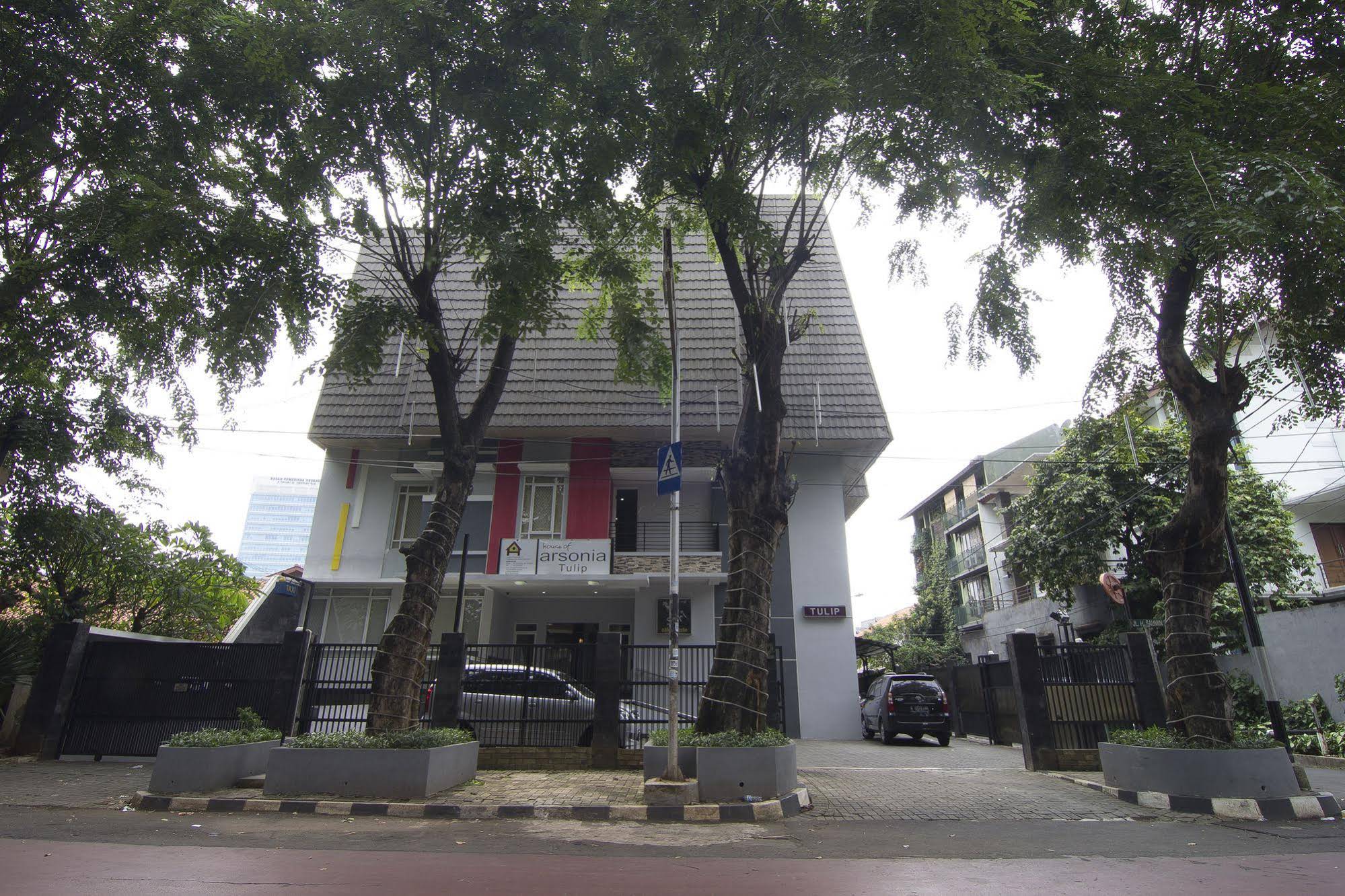 House of Arsonia Tulip