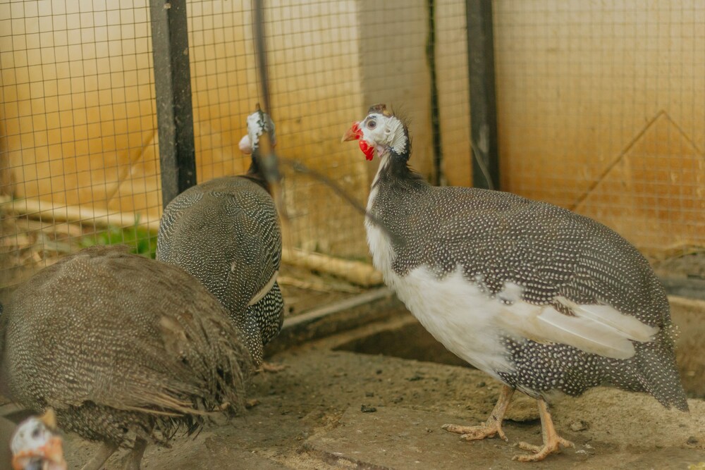 Urbanest Inn House Slipi