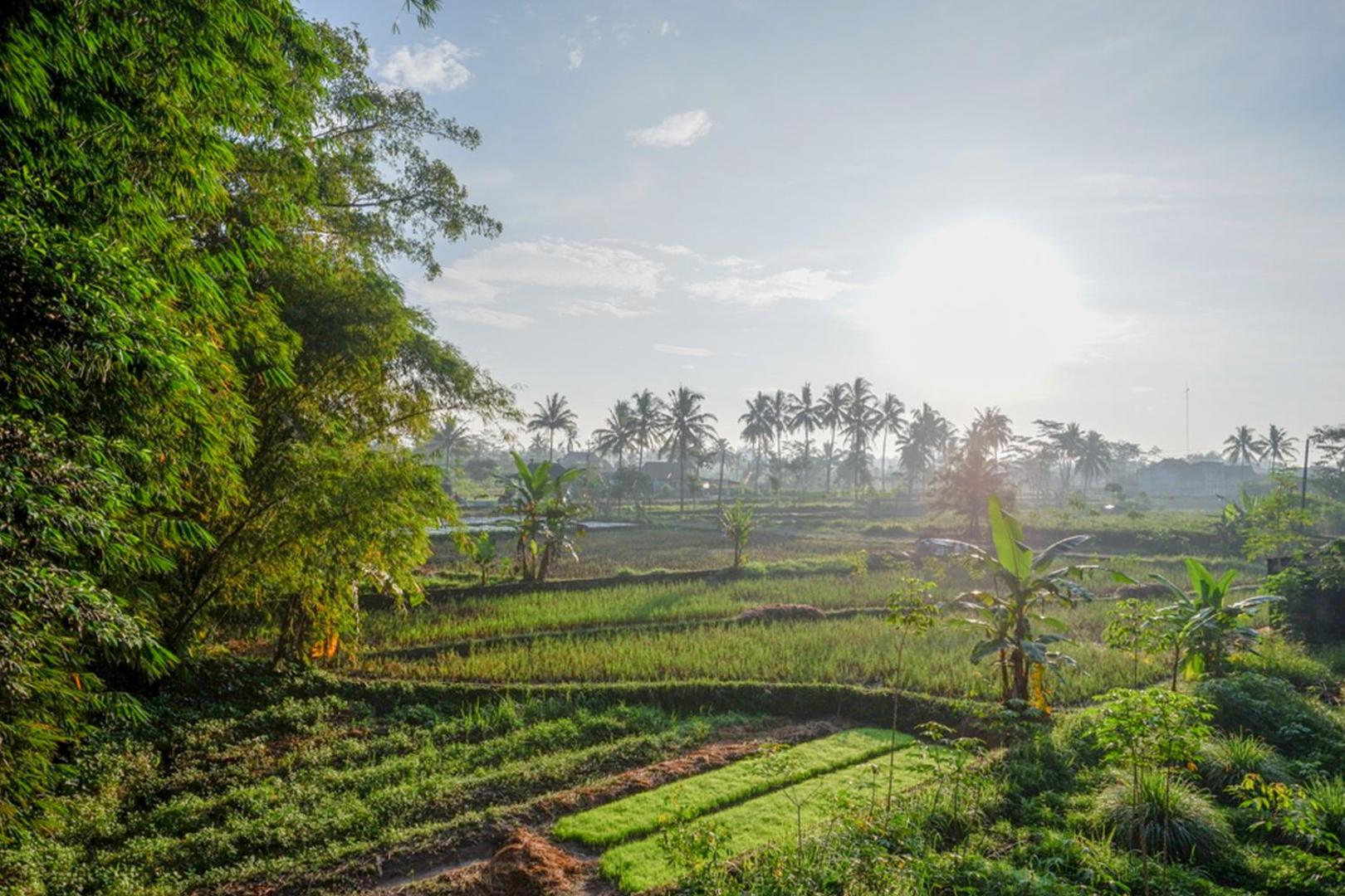 Omah Sawah Syariah by Reddoorz