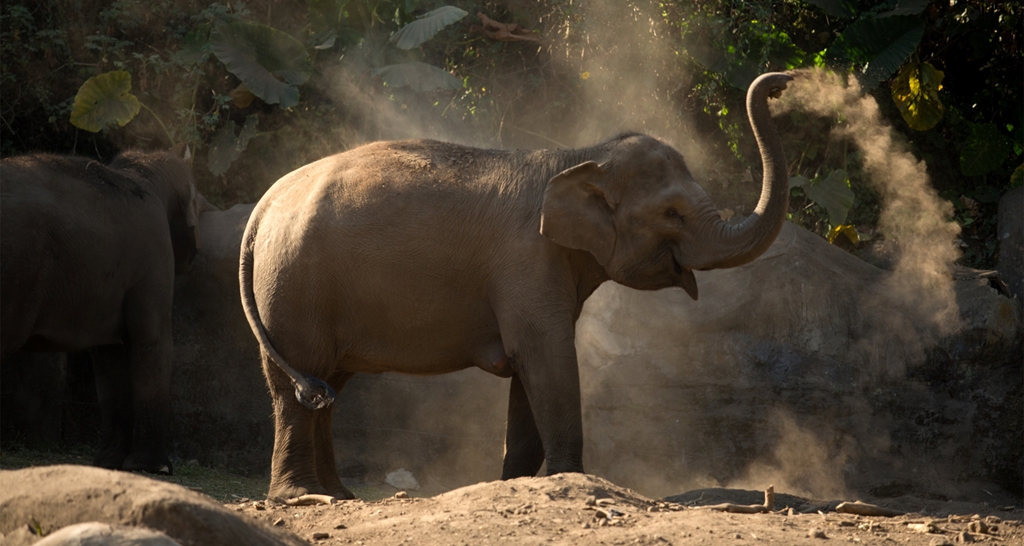 Best Western Papilio Hotel