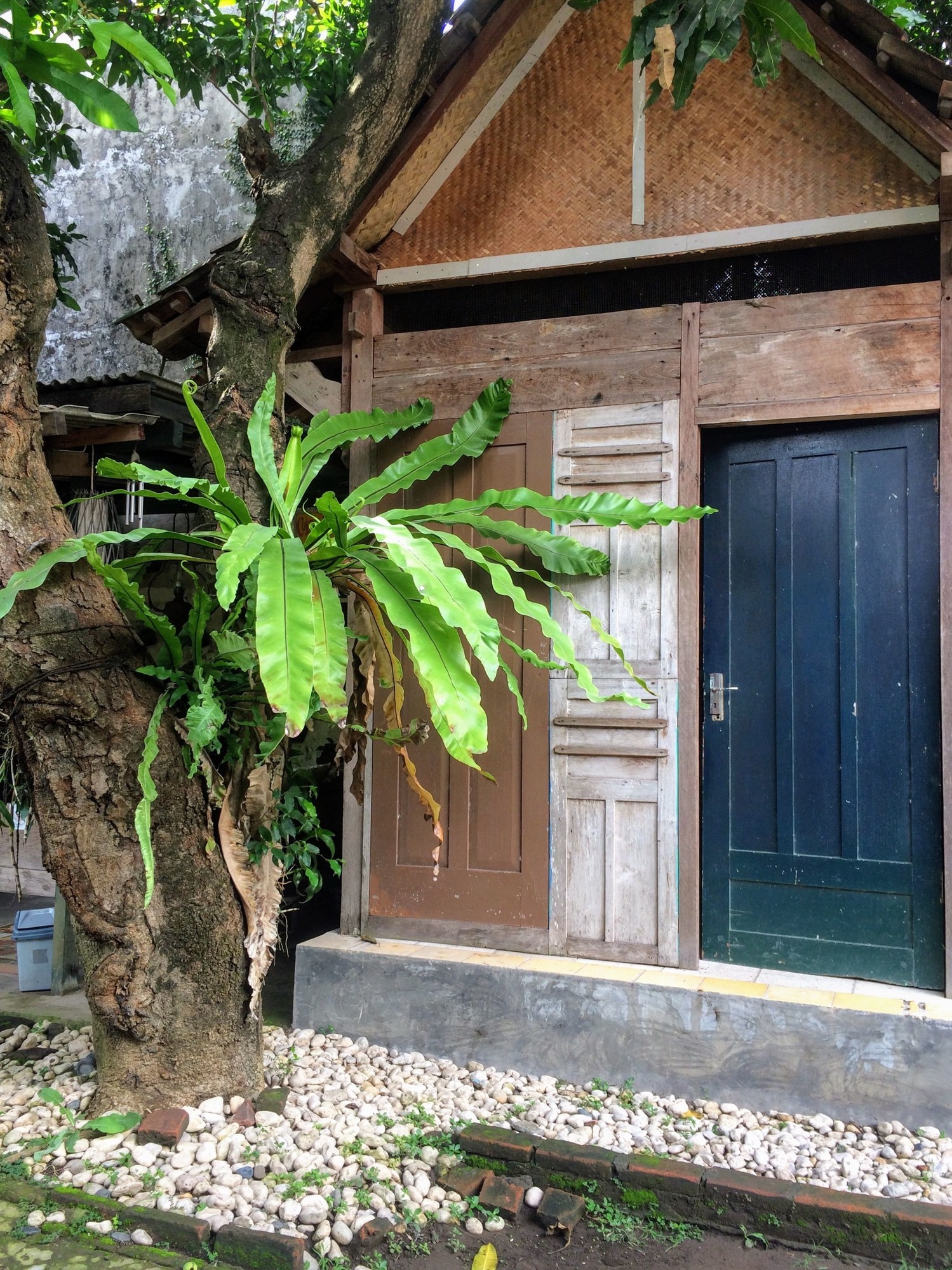 Mango Tree Dipudjo Homestay