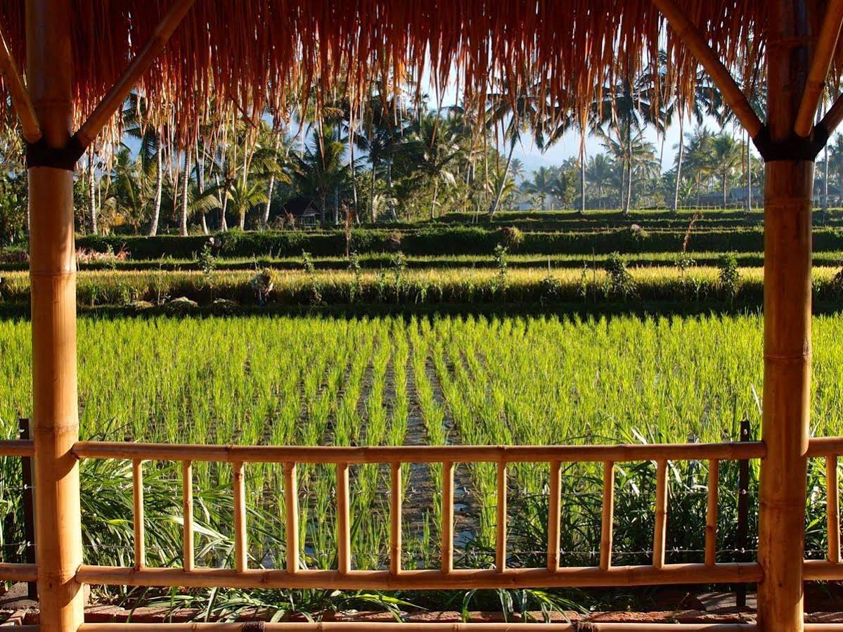 Les Rizières Lombok