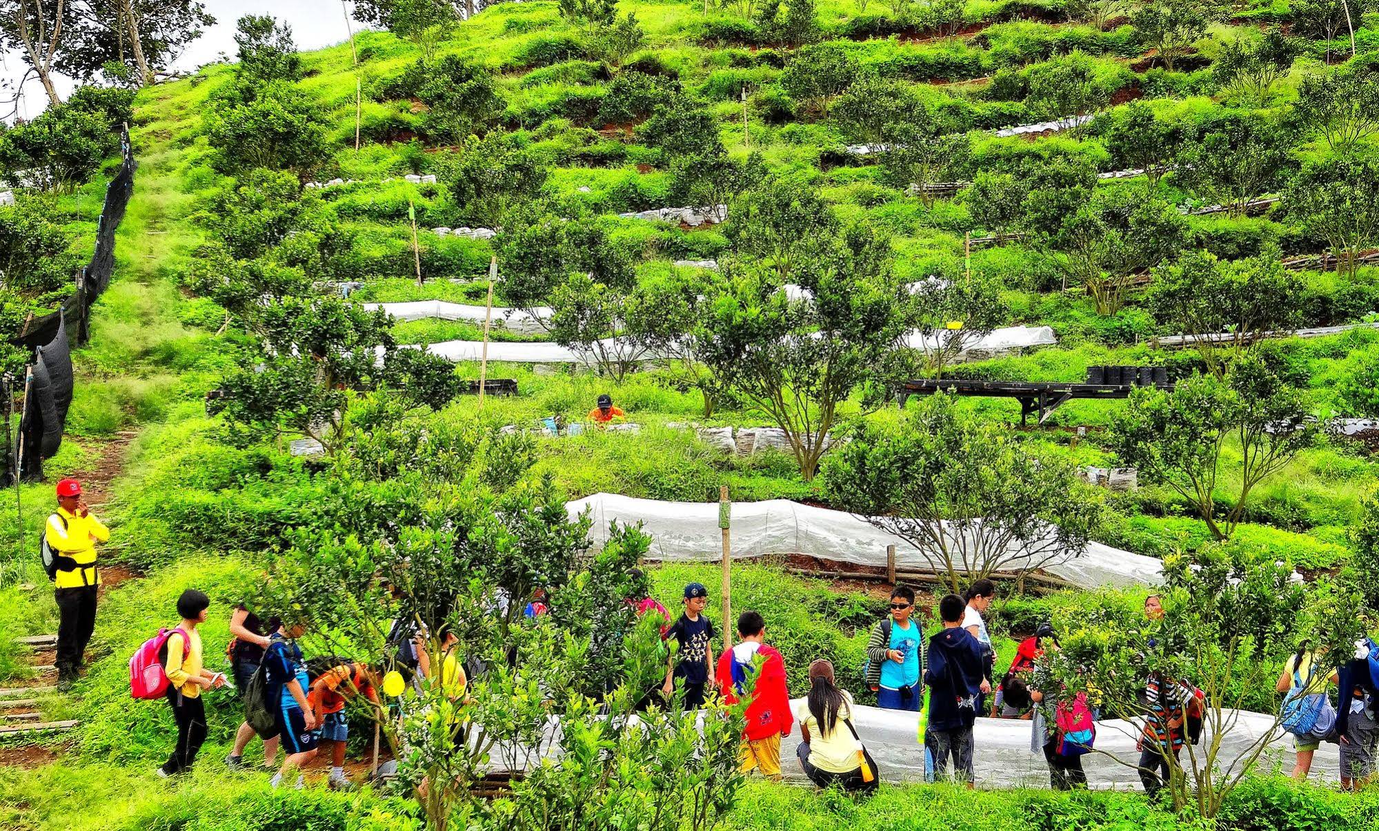 Taman Simalem Resort