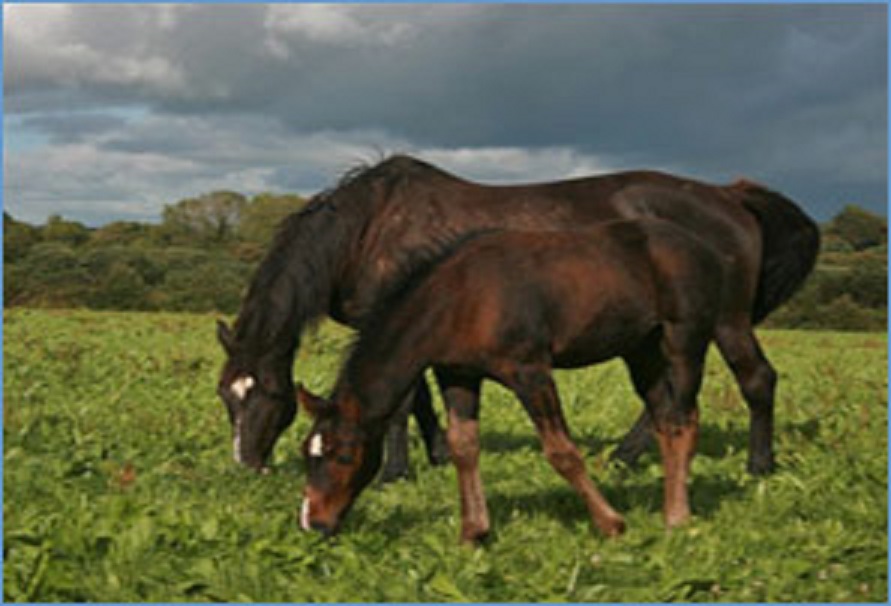 Tom and Eileen's Farm