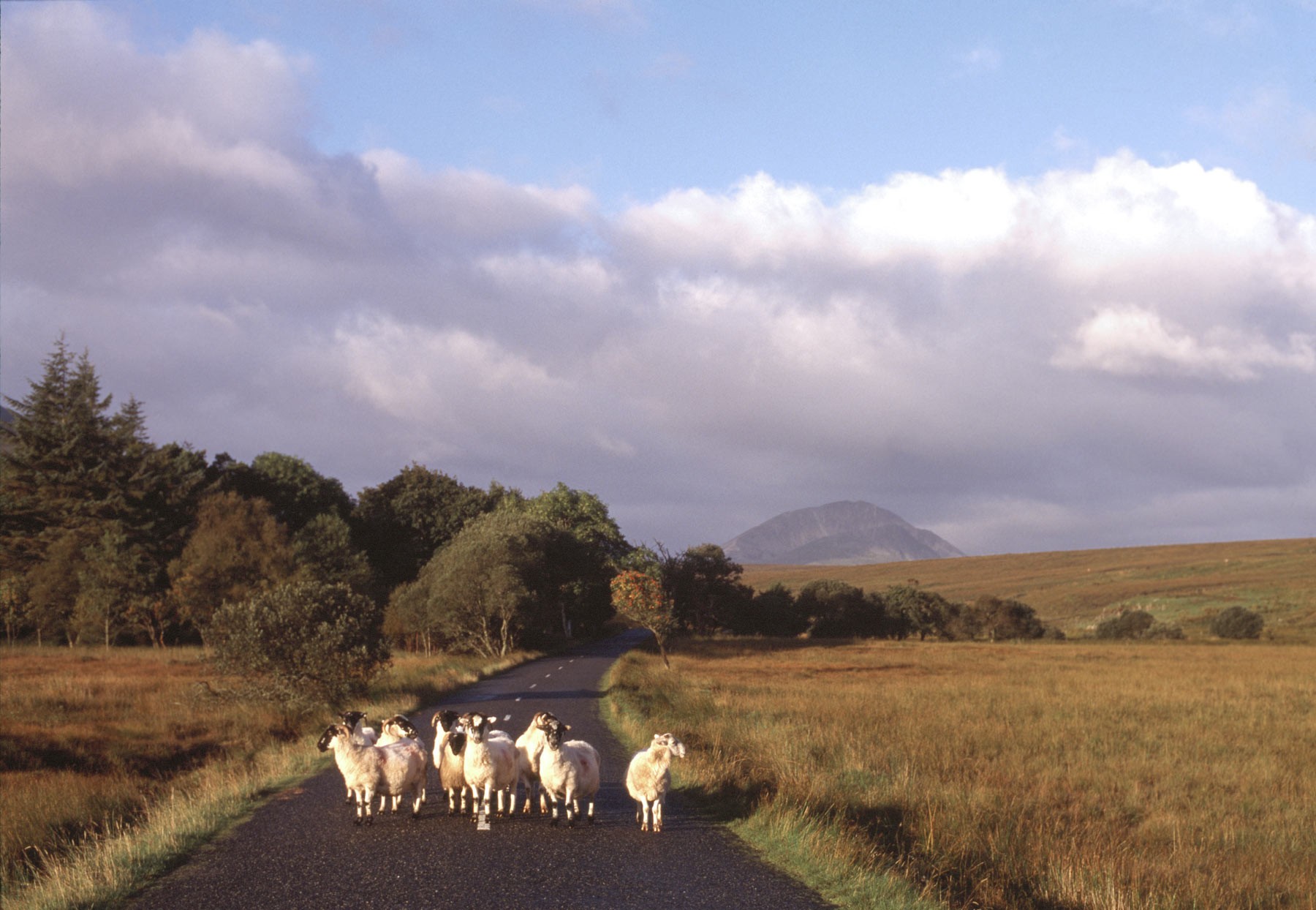 Mount Errigal Hotel